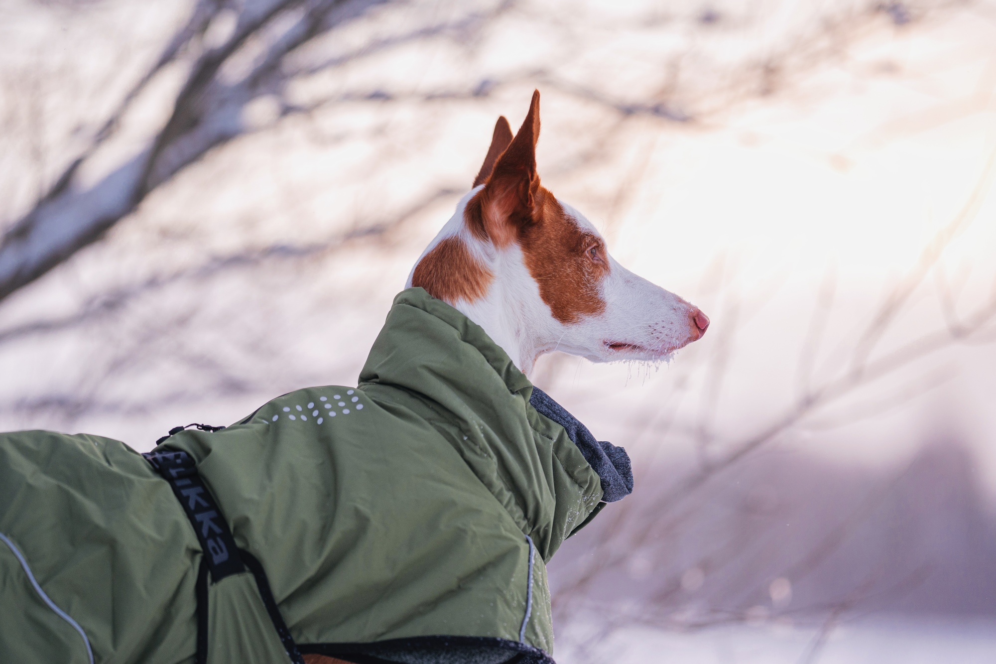 RUKKA Pets Winter Coat Warmup 2.0