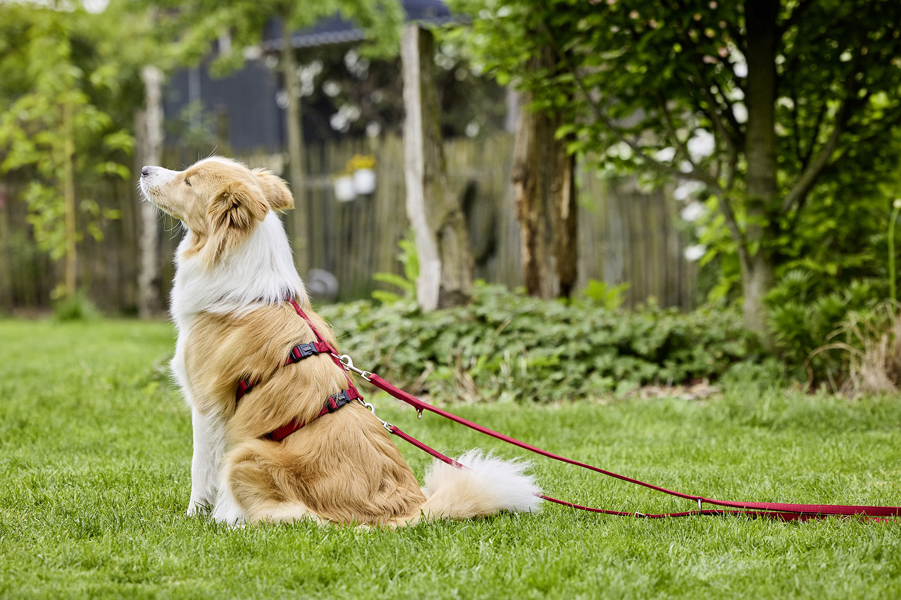 Professional Escape-Proof Harness