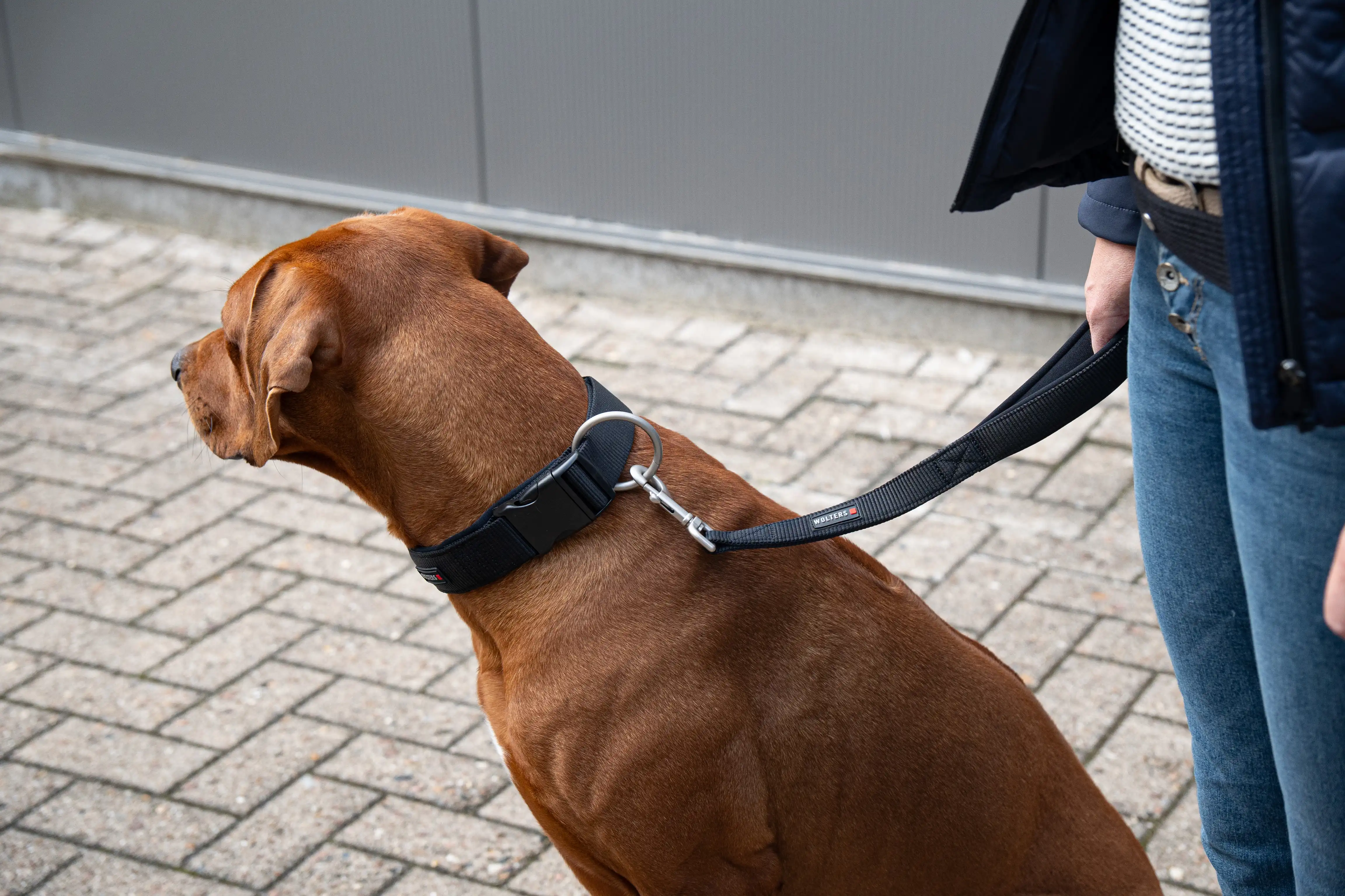Professional Comfort Short Lead – short