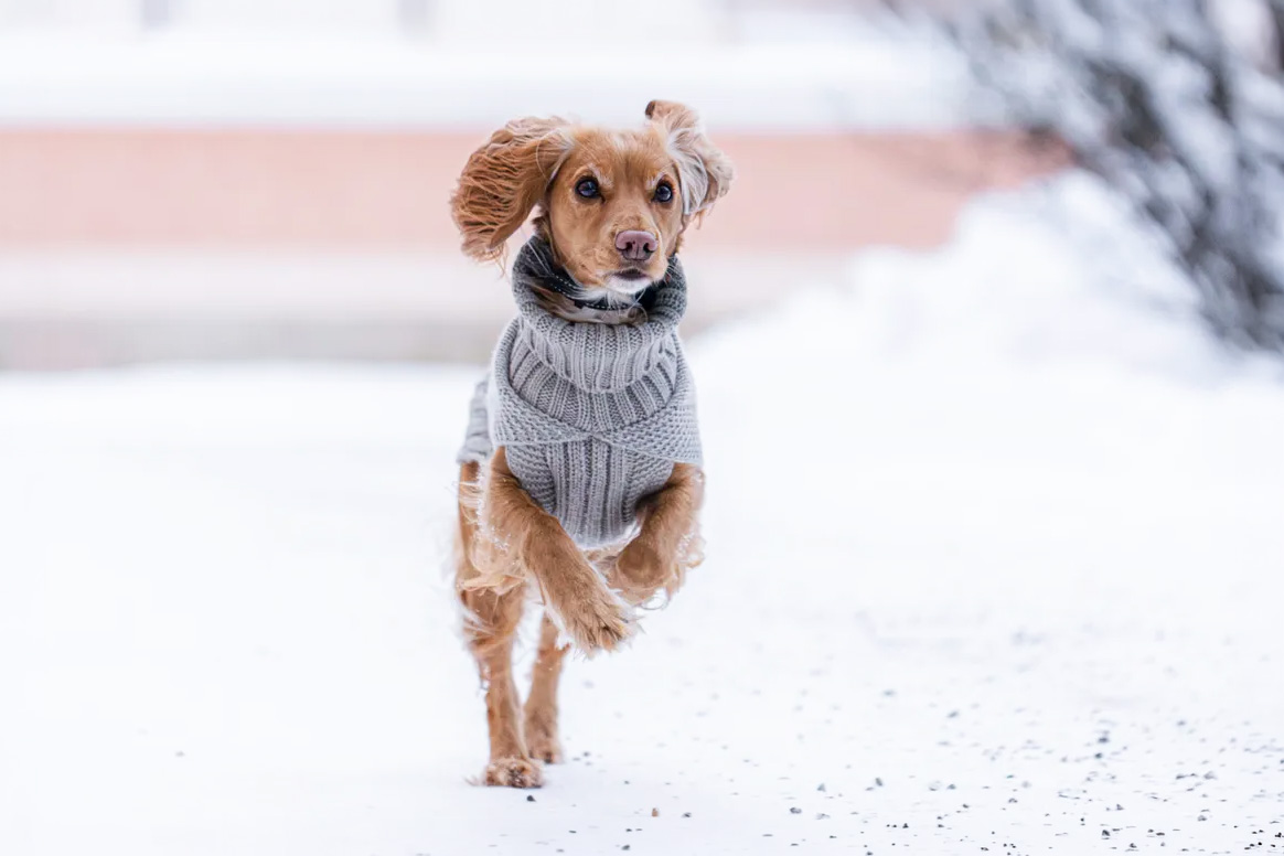 Rukka Pets Strickpullover Sparky