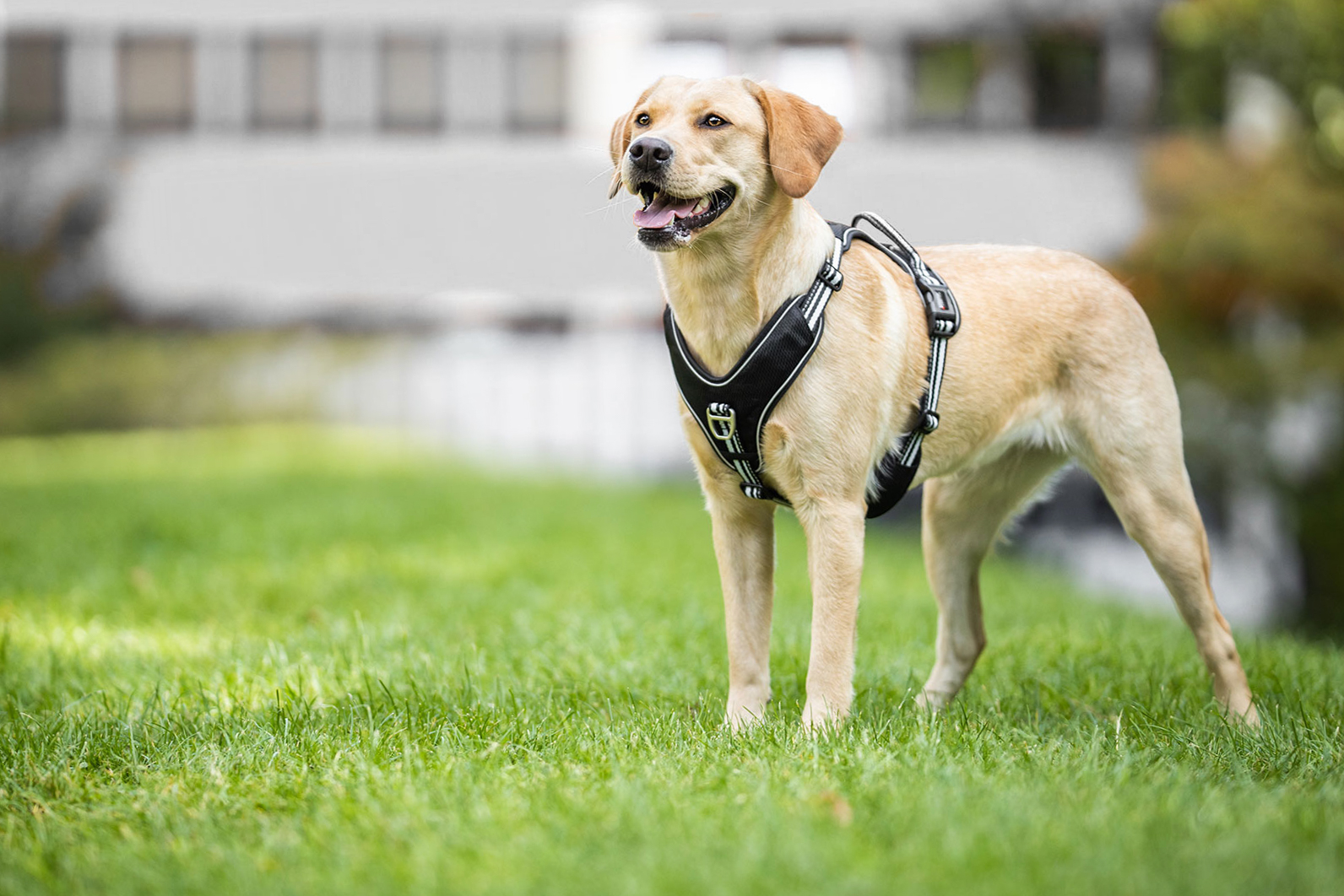 Active Pro Geschirr WOLTERS cat & dog GmbH