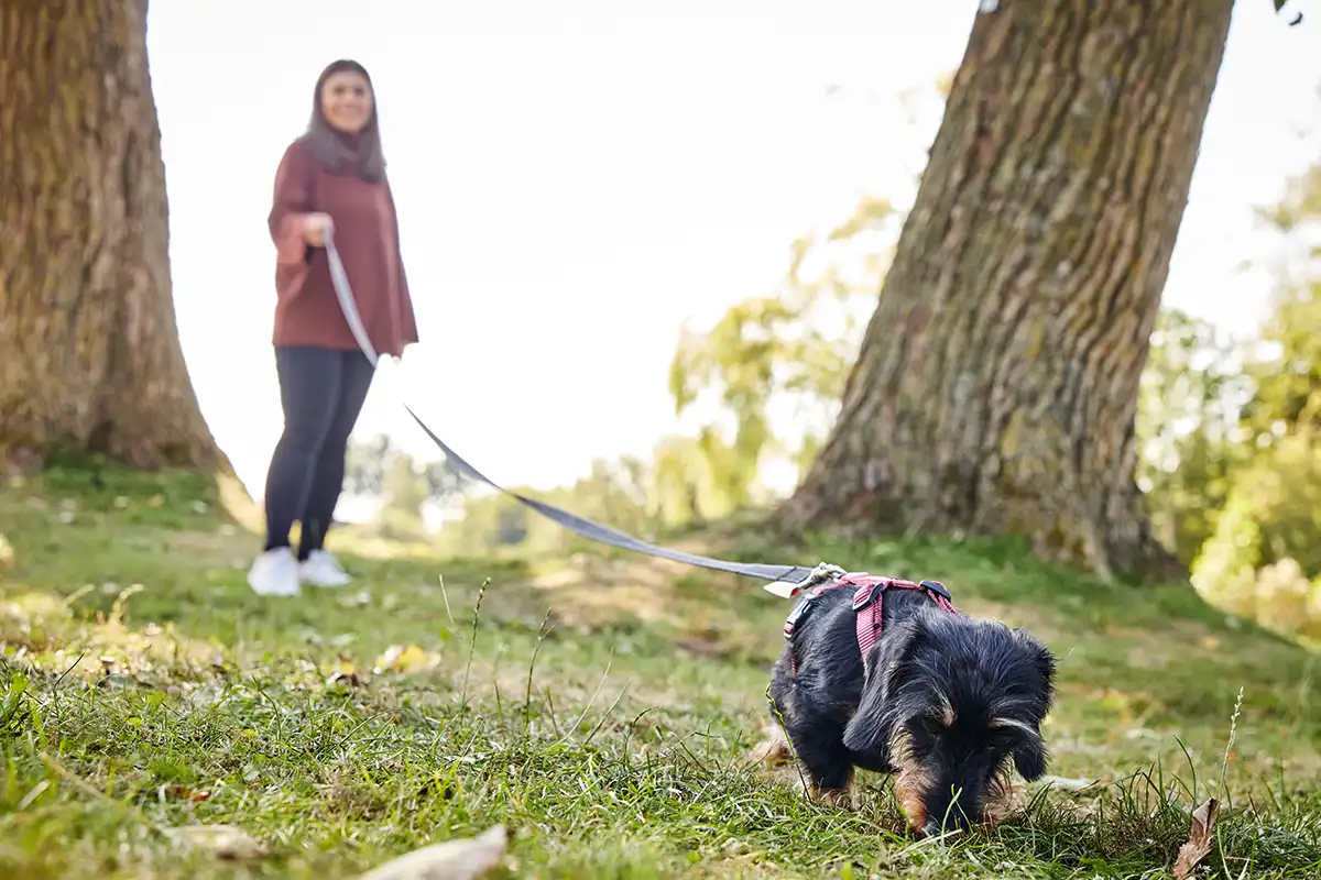 Avanti Retracing Leash with Hand Strap