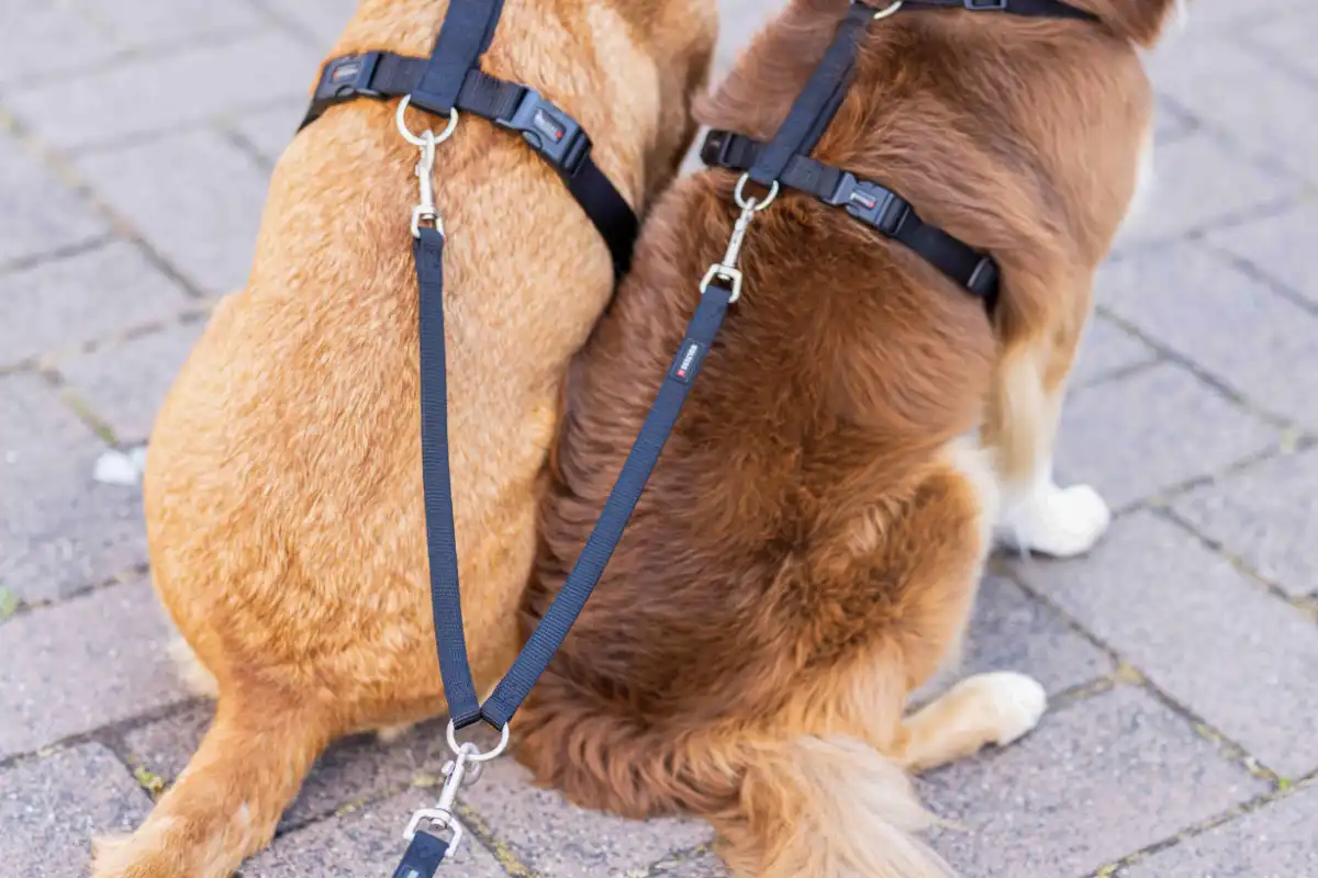 Professional Double Leash