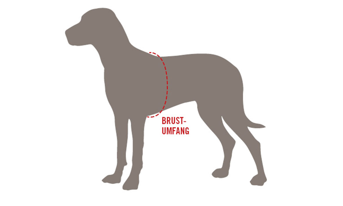 Correctly measure the chest girth of a dog