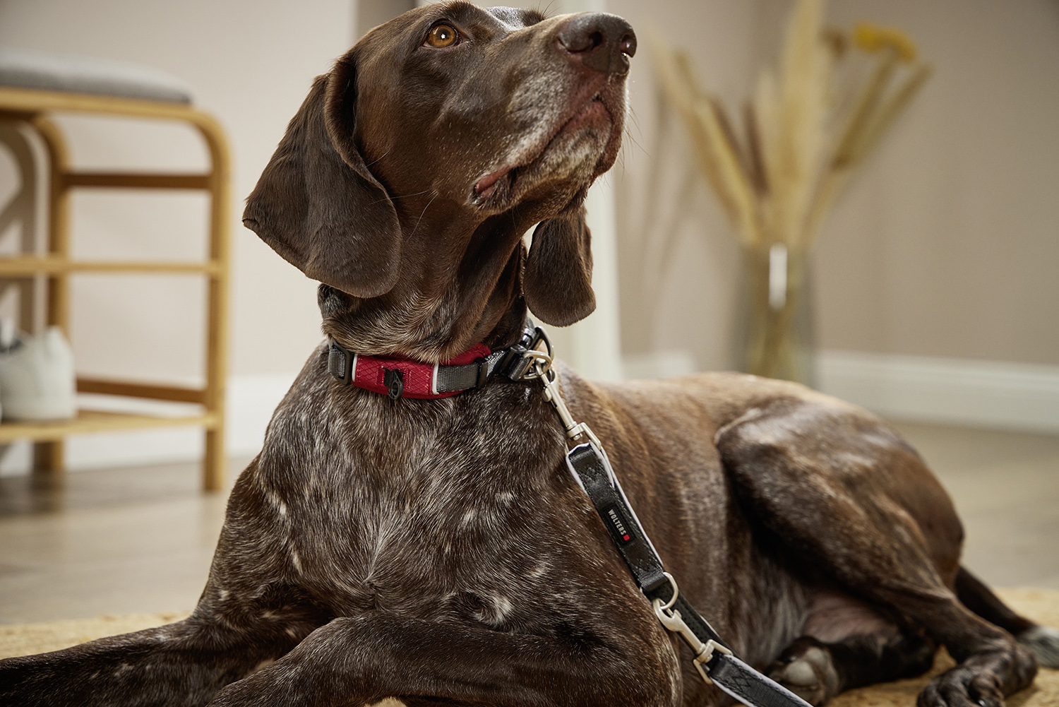 Active Pro Comfort Halsband WOLTERS cat & dog GmbH
