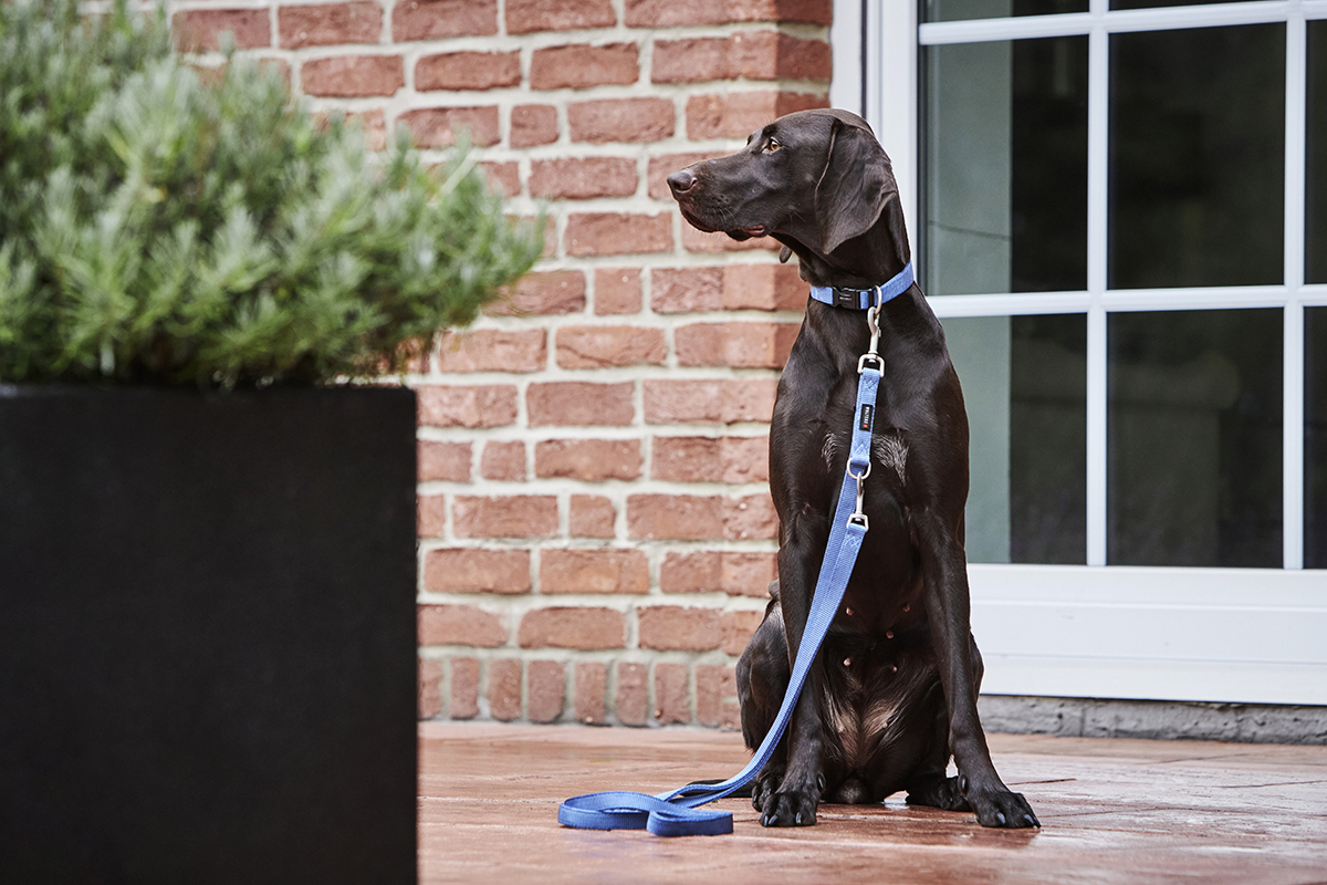 Professional standard lead