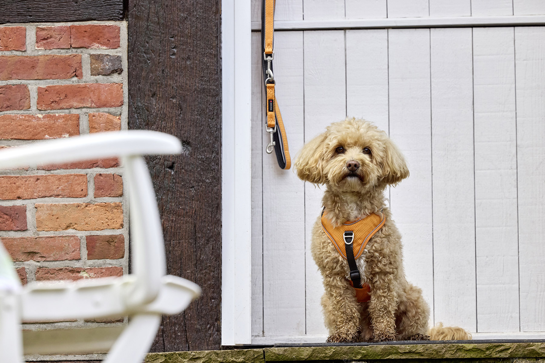 Active Pro Comfort Harness