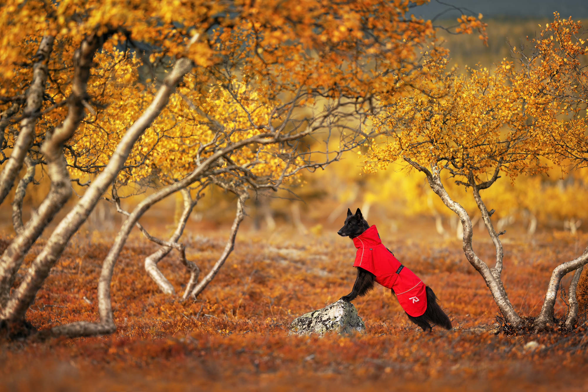 RUKKA Pets Raincoat Hayton X