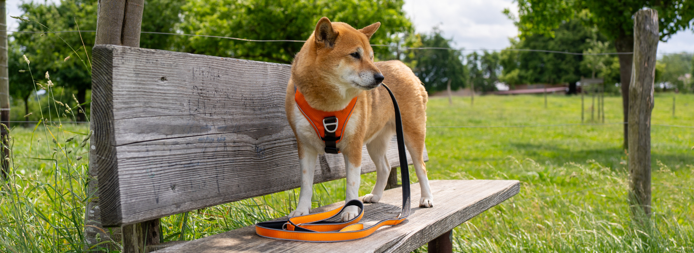 Wandern, Baden, Genießen – Urlaub am Bodensee mit Hund