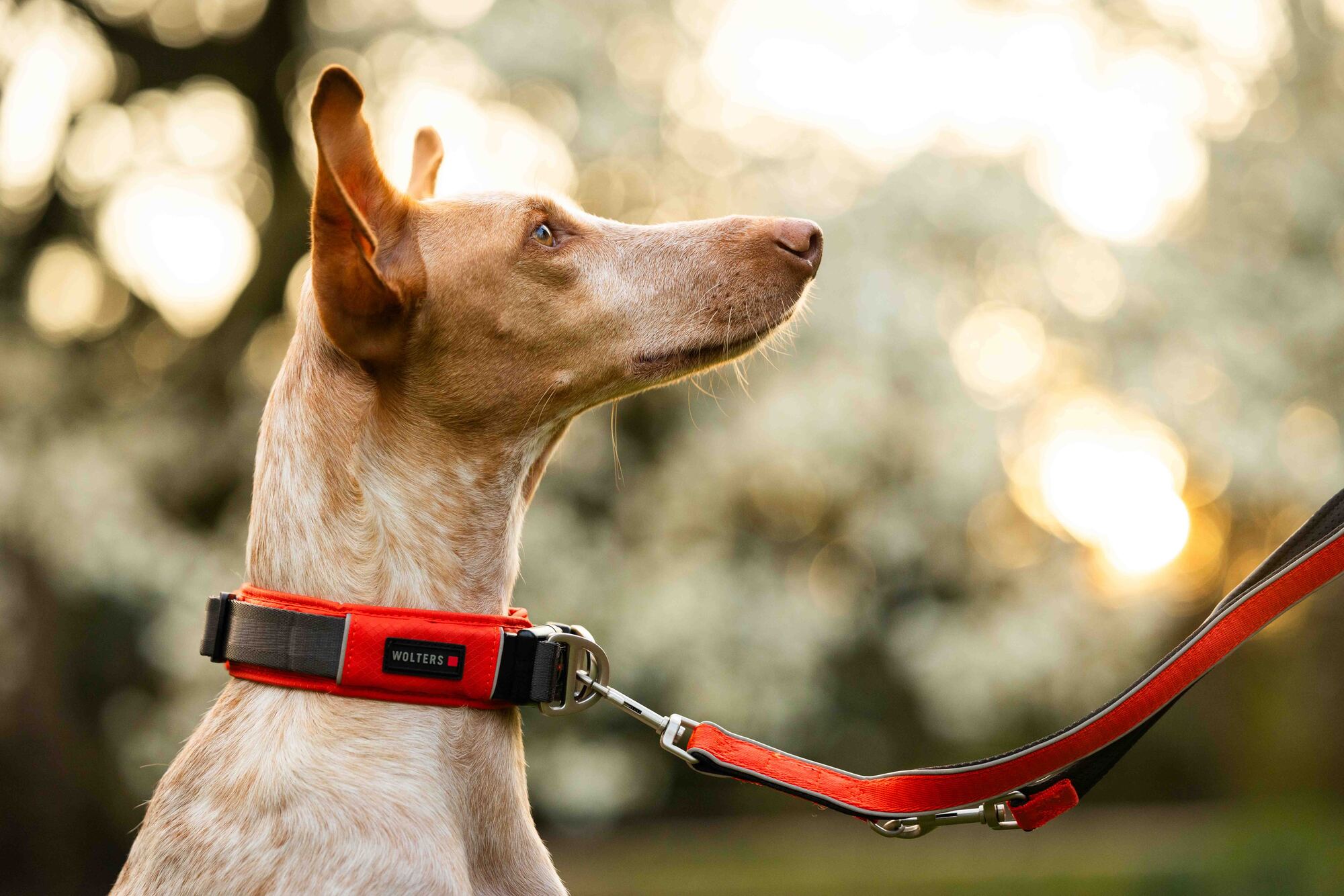 Tierbedarf WOLTERS cat & dog GmbH