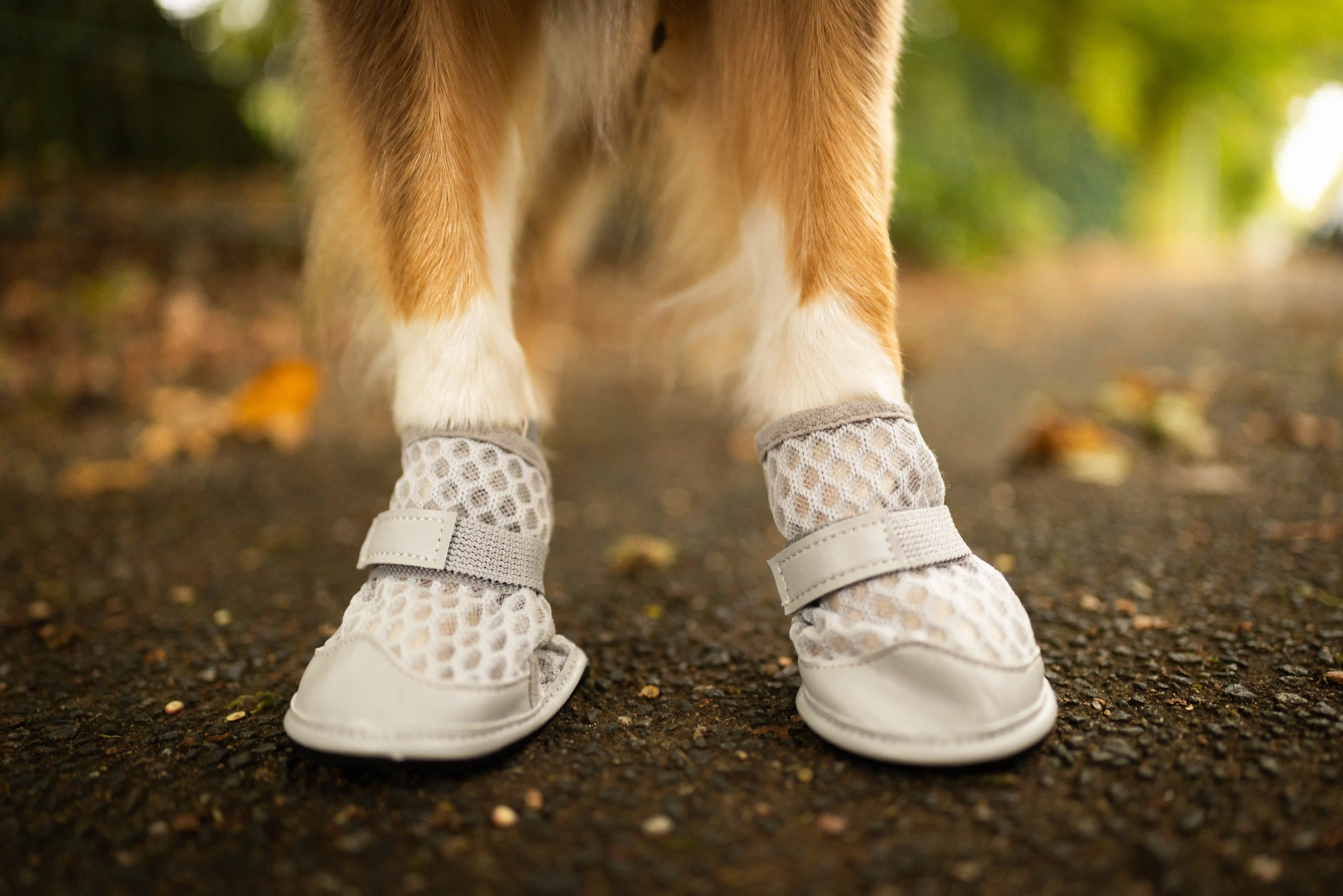 RUKKA Pets Dog Shoes Light Path – Pair