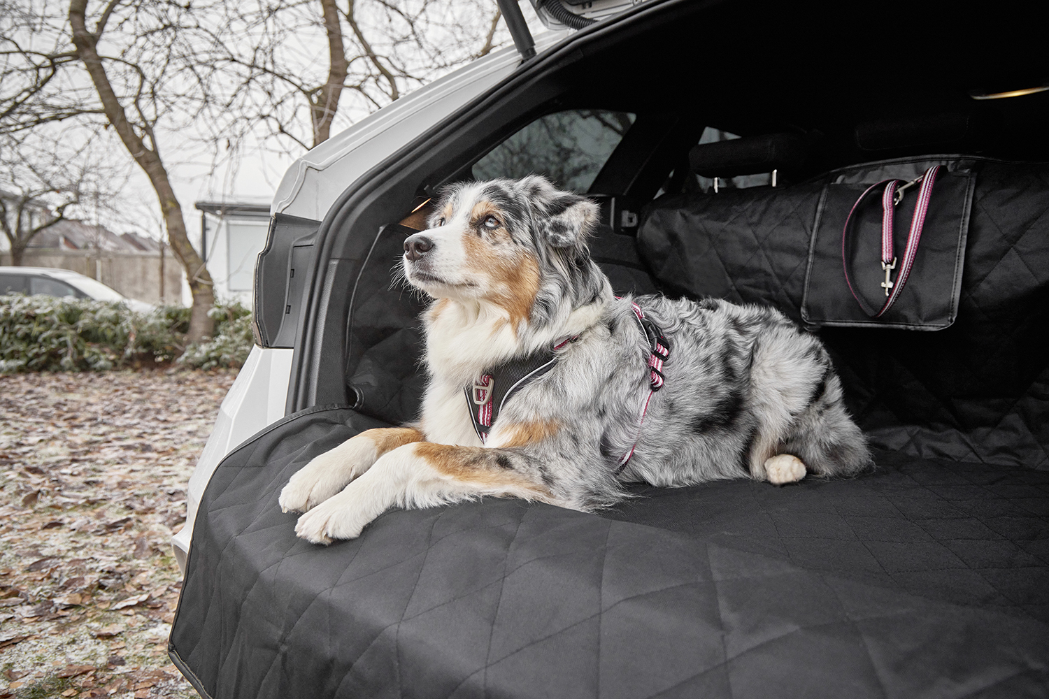  WOLTERS cat & dog GmbH