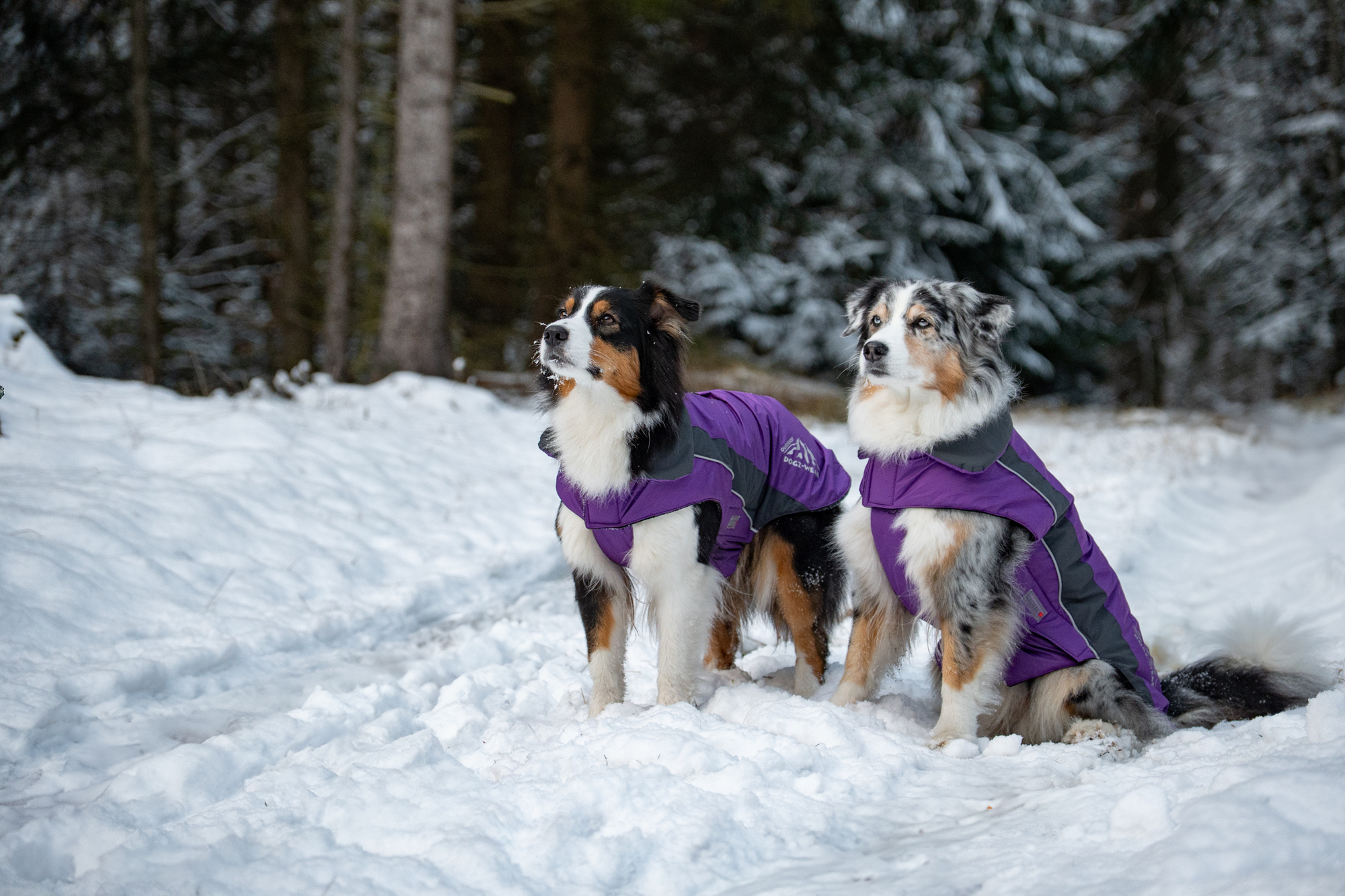 Dogz-Wear Ski Jacket