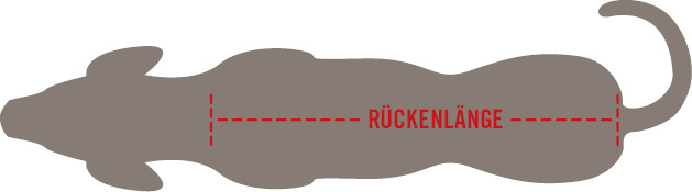 Correctly measure the back length of a dog