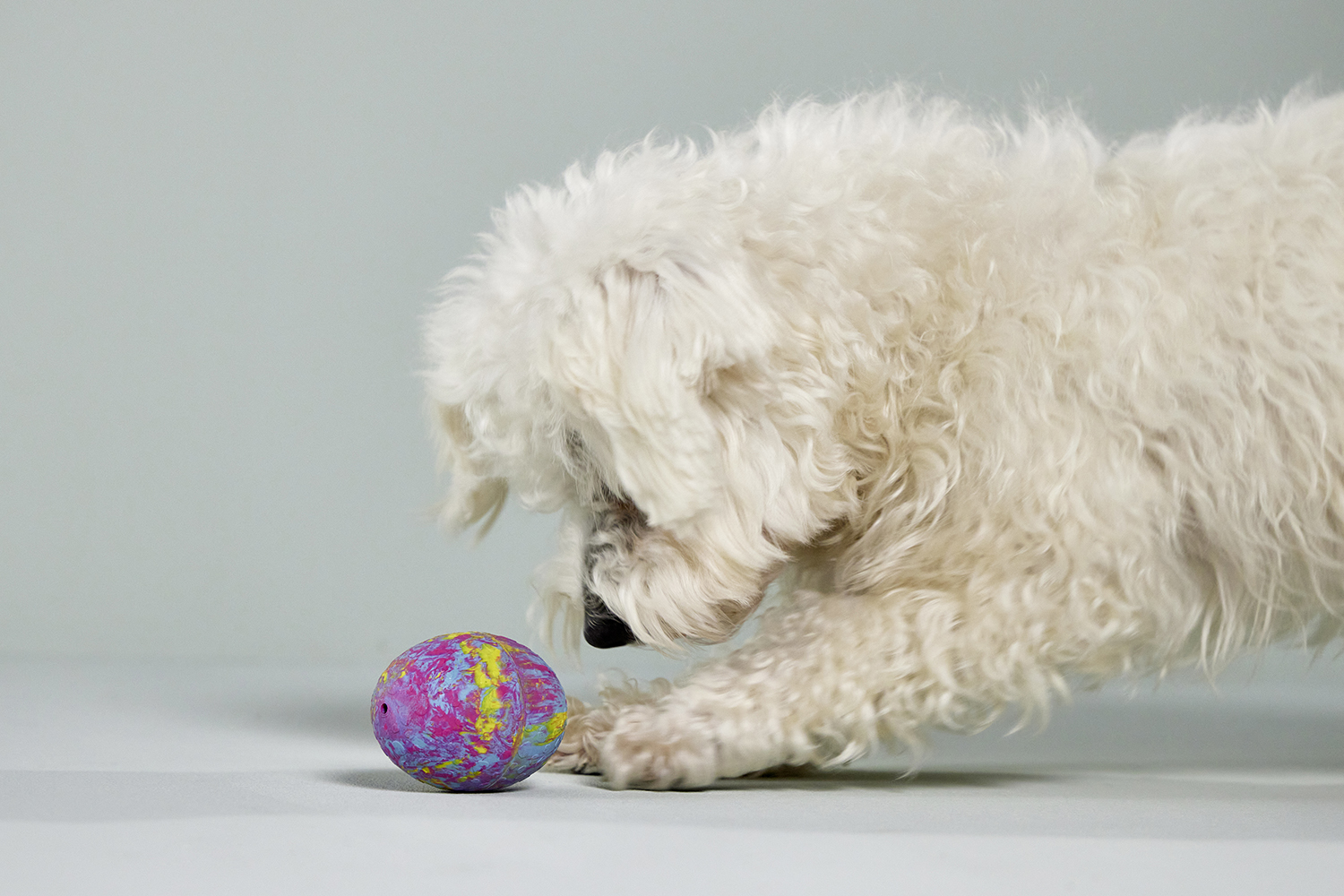  WOLTERS cat & dog GmbH