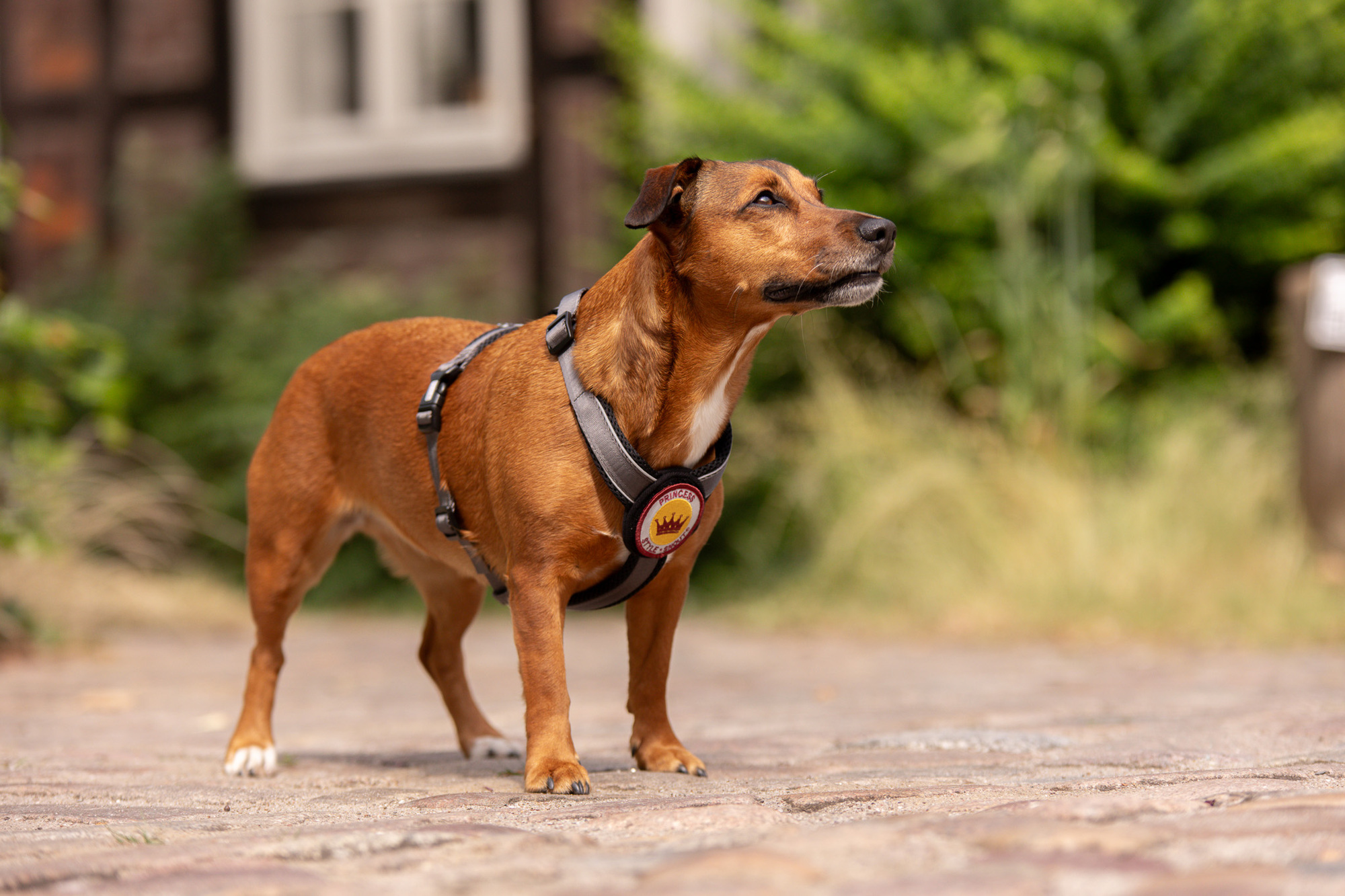 StyleSnout Patch&Style Harness