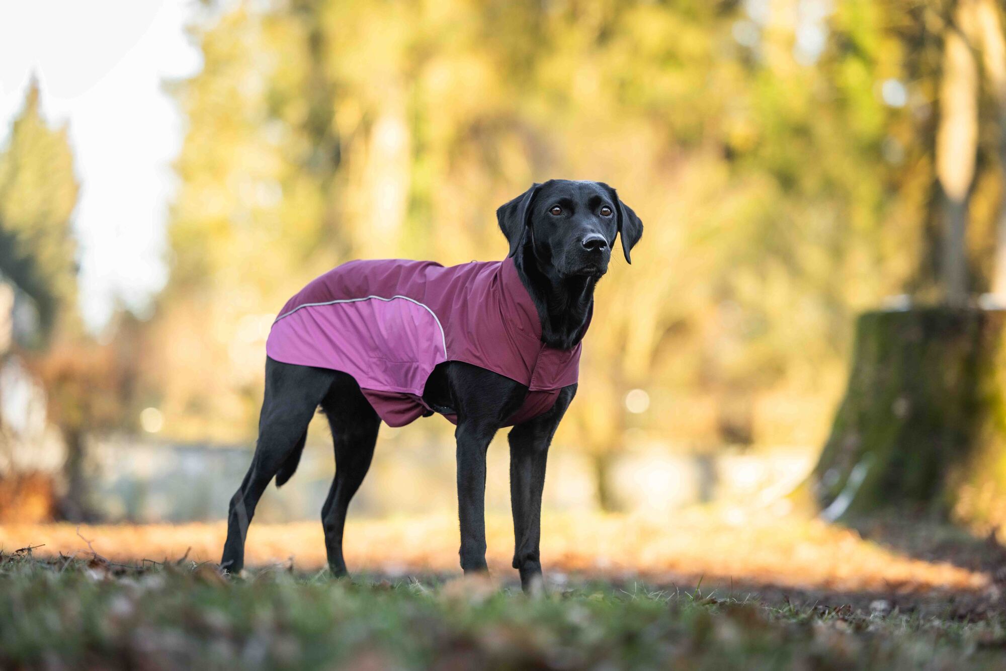 Easy Rain Raincoat