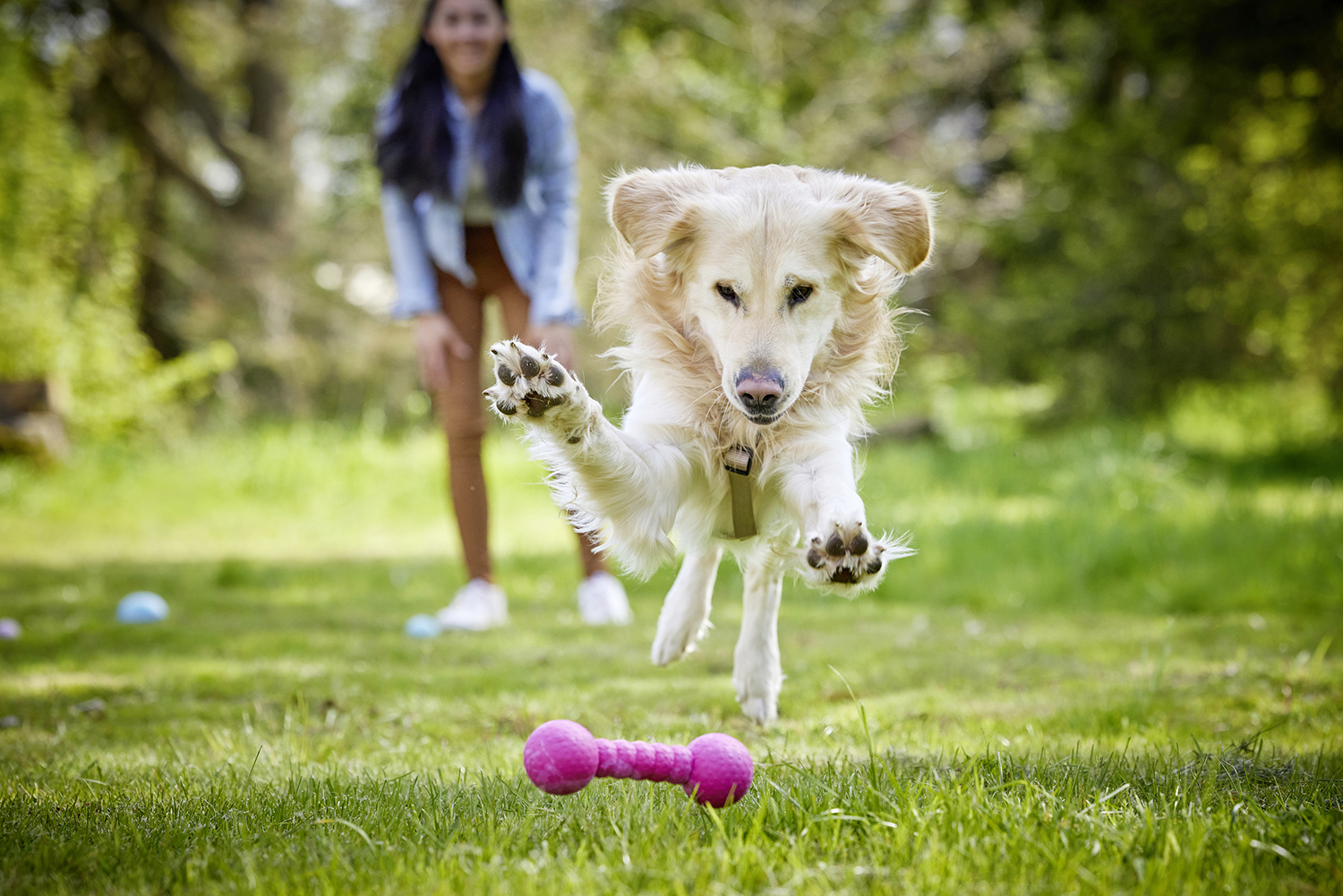 Dog Fun Gym