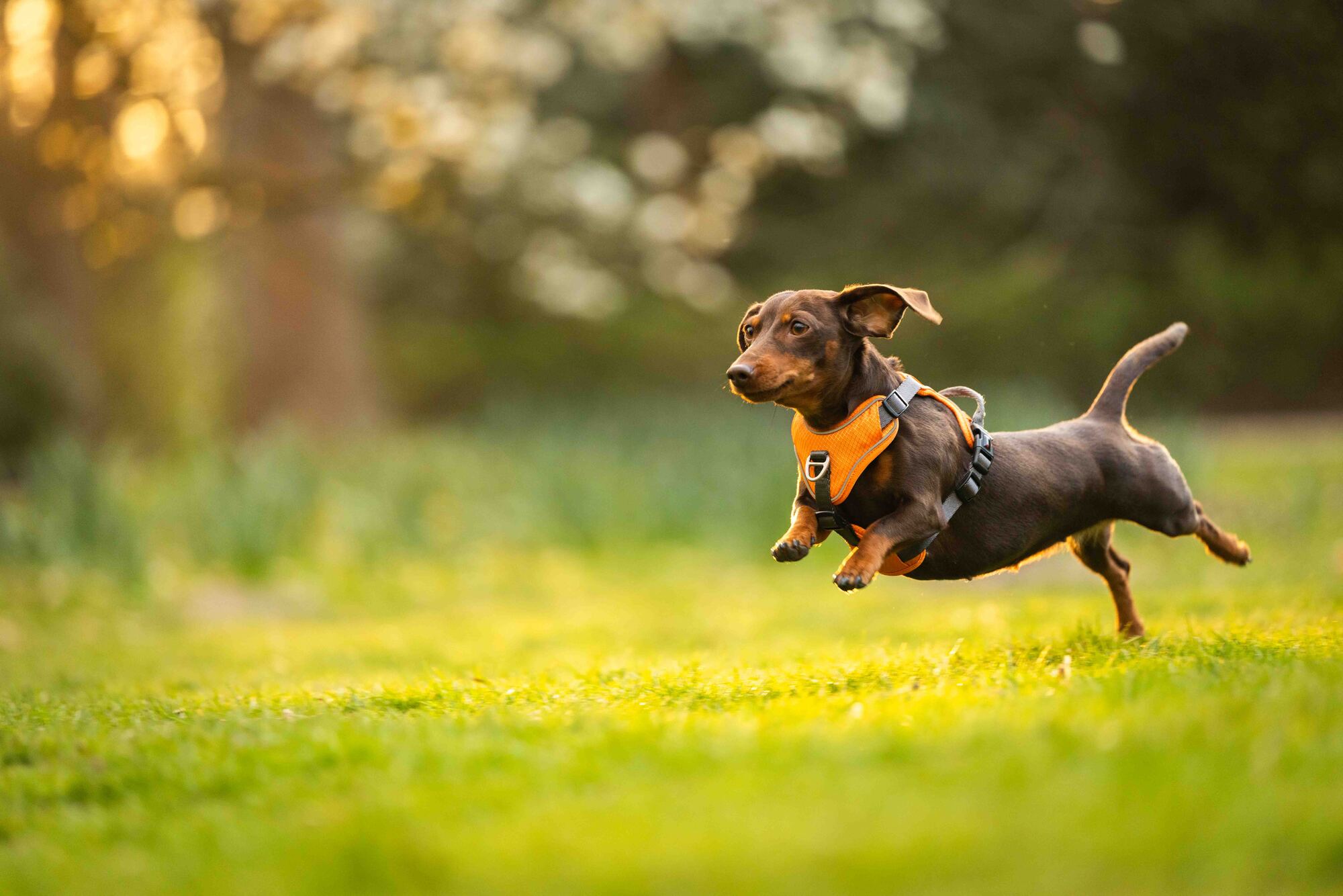 Active Pro Comfort Harness