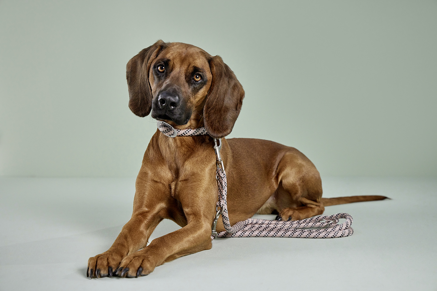Everest-Tauprogramm Schlupfhalsband WOLTERS cat & dog GmbH