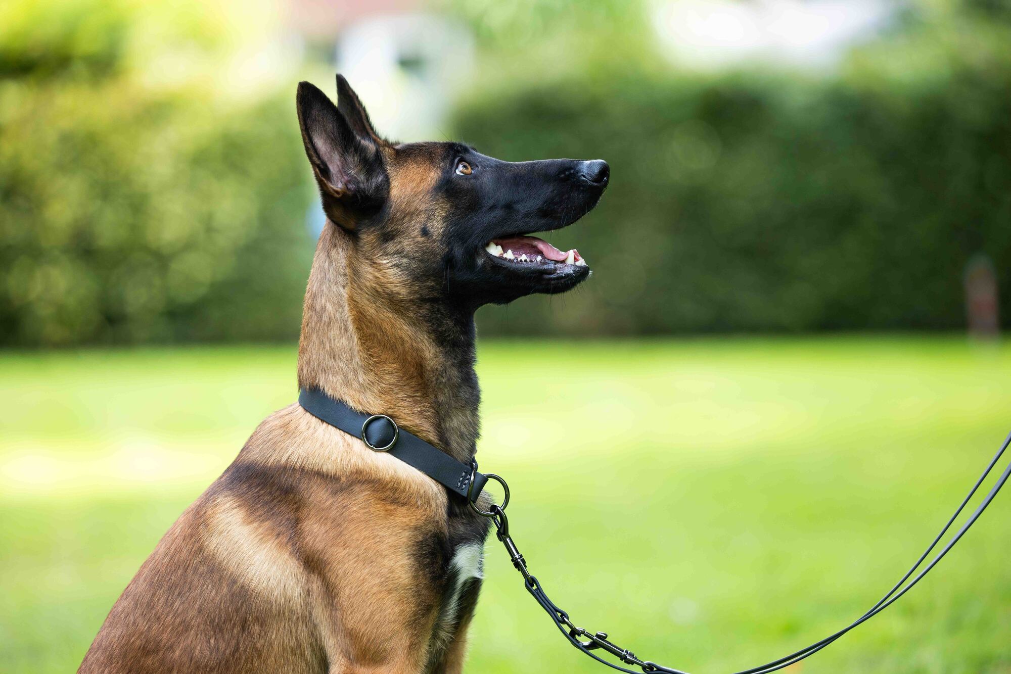  WOLTERS cat & dog GmbH
