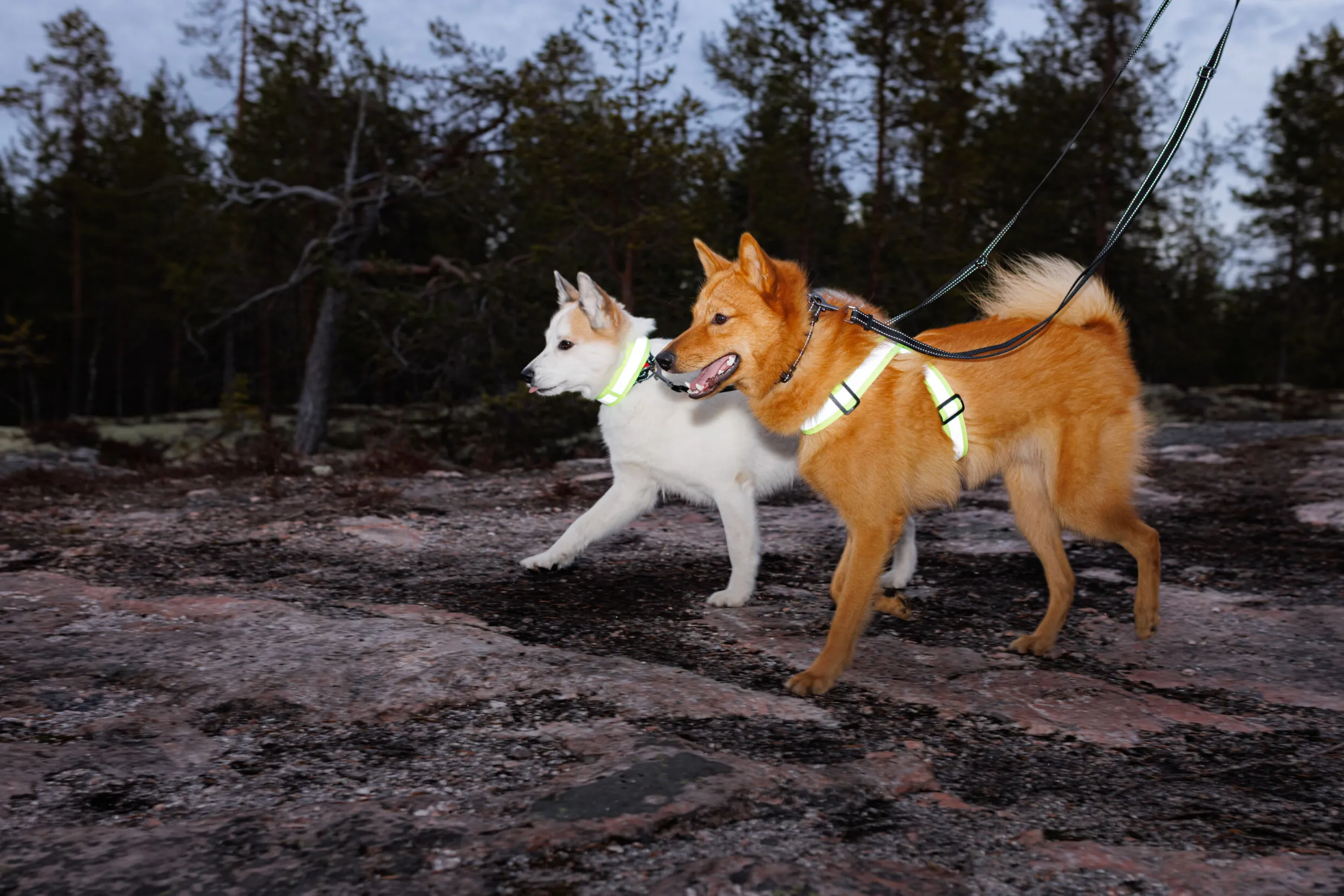 Rukka Pets Note Body Band