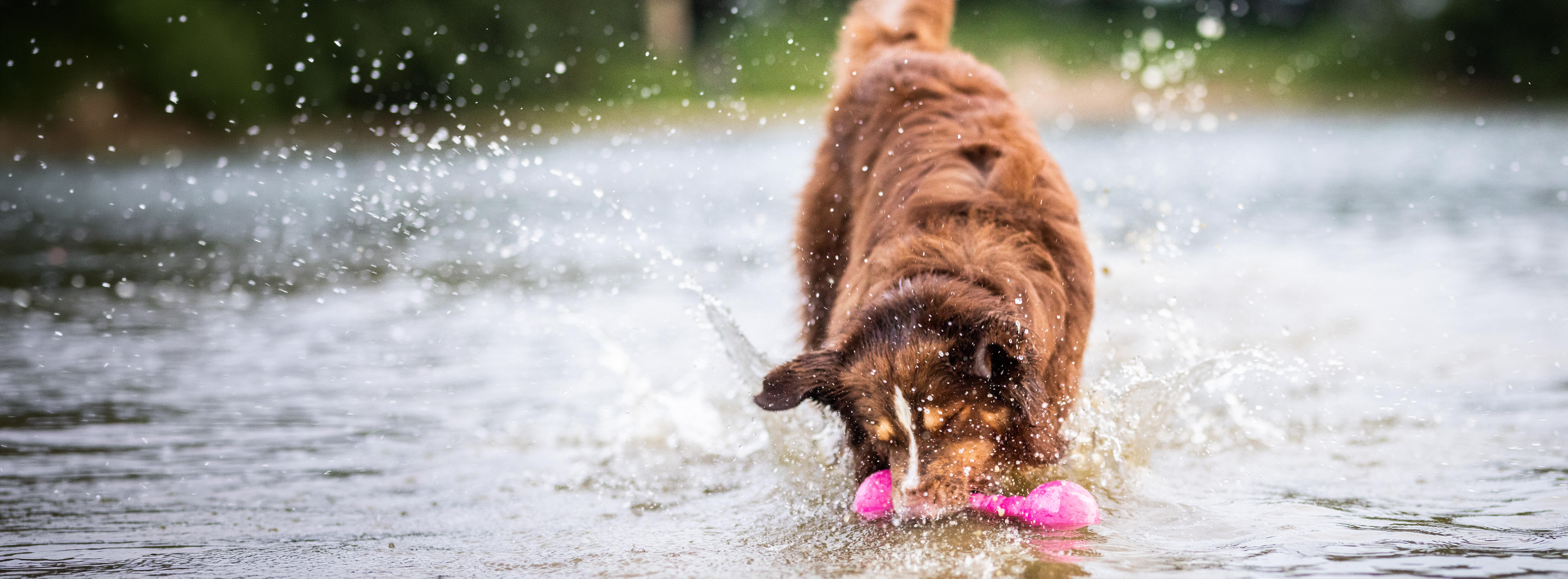 Hundebetten