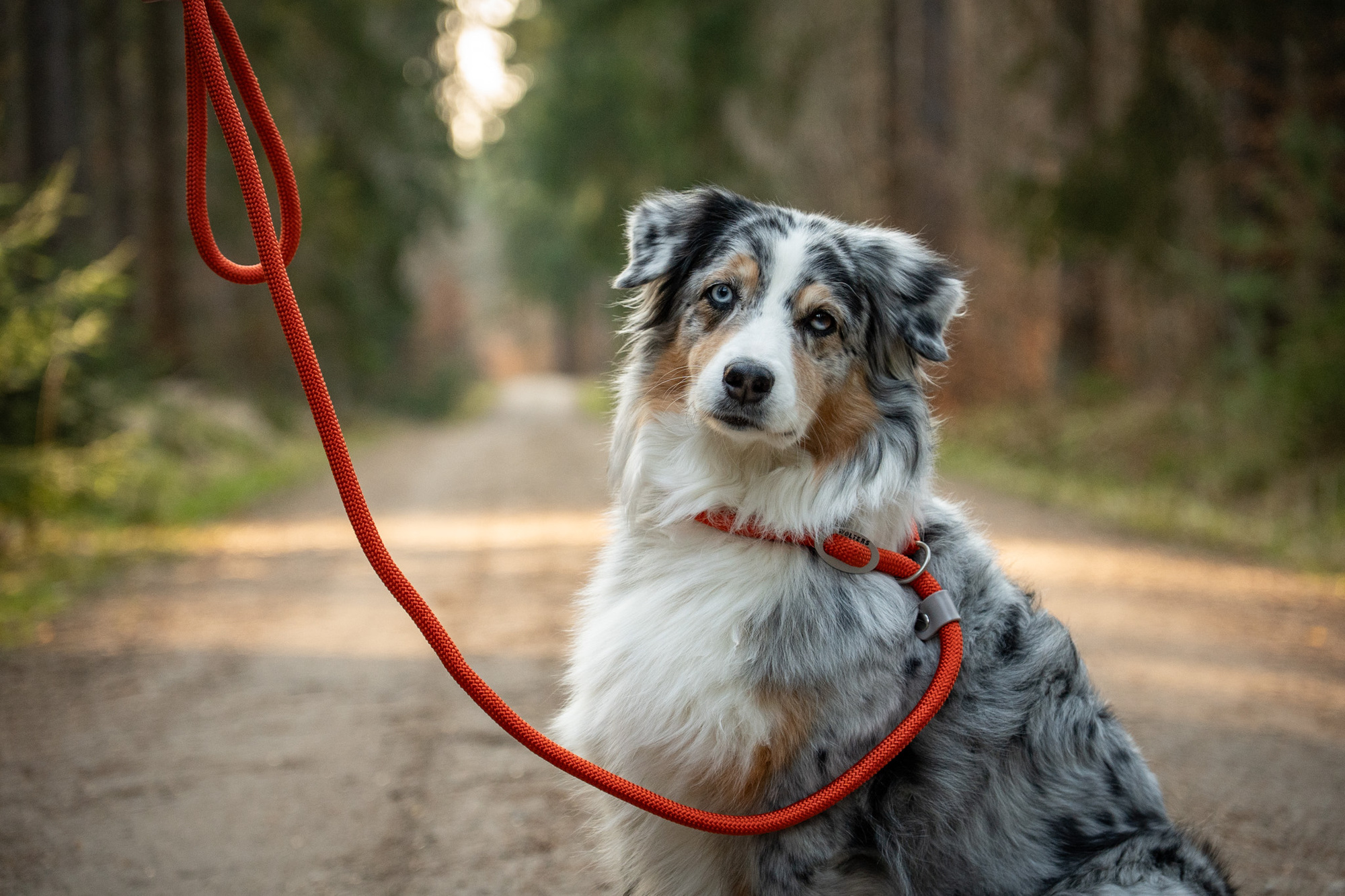 K2-Tauprogramm Moxonleine WOLTERS cat & dog GmbH