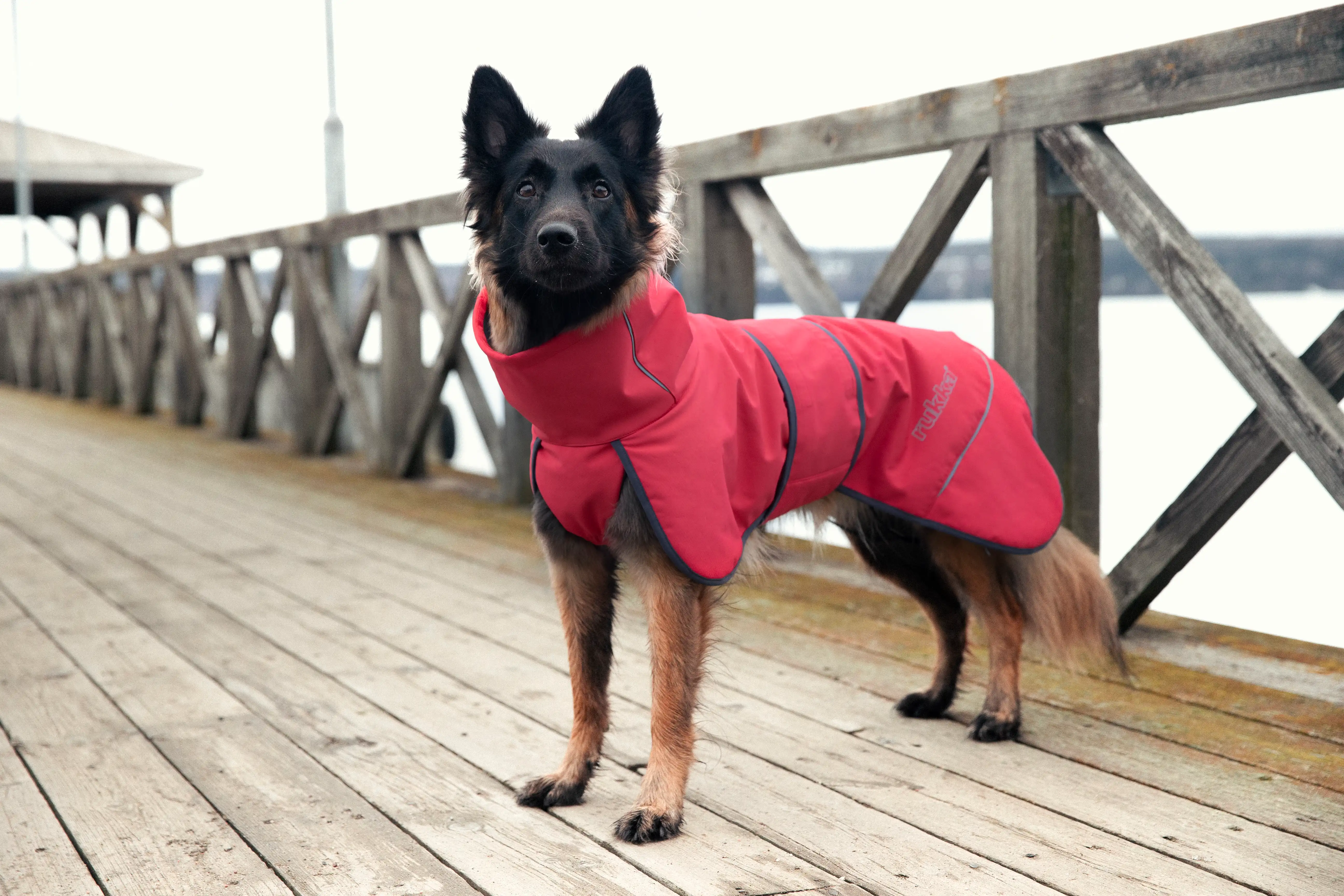 Rukka Pets Softshell-Mantel Windy Thermal