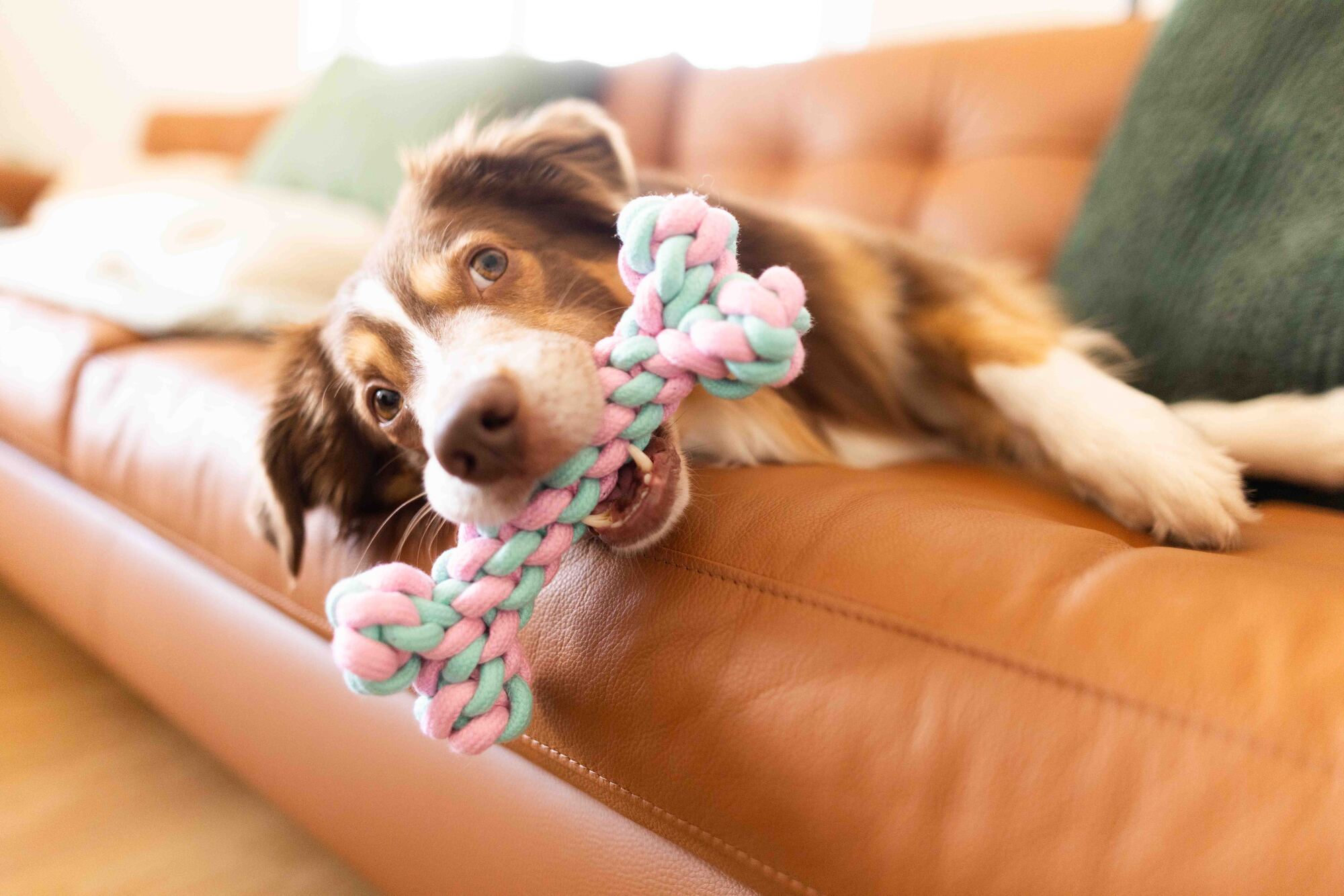 Lucky-Pet DENTA Baumwoll-Spielzeug – Knochen WOLTERS cat & dog GmbH