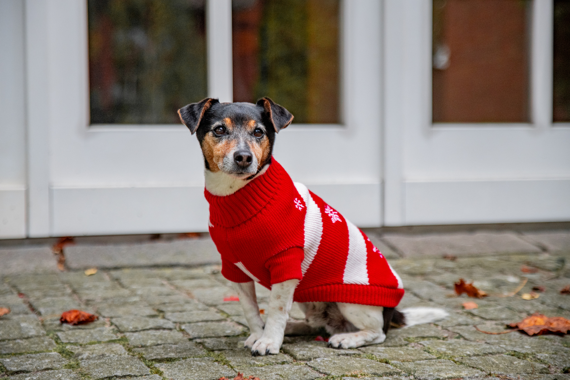  WOLTERS cat & dog GmbH