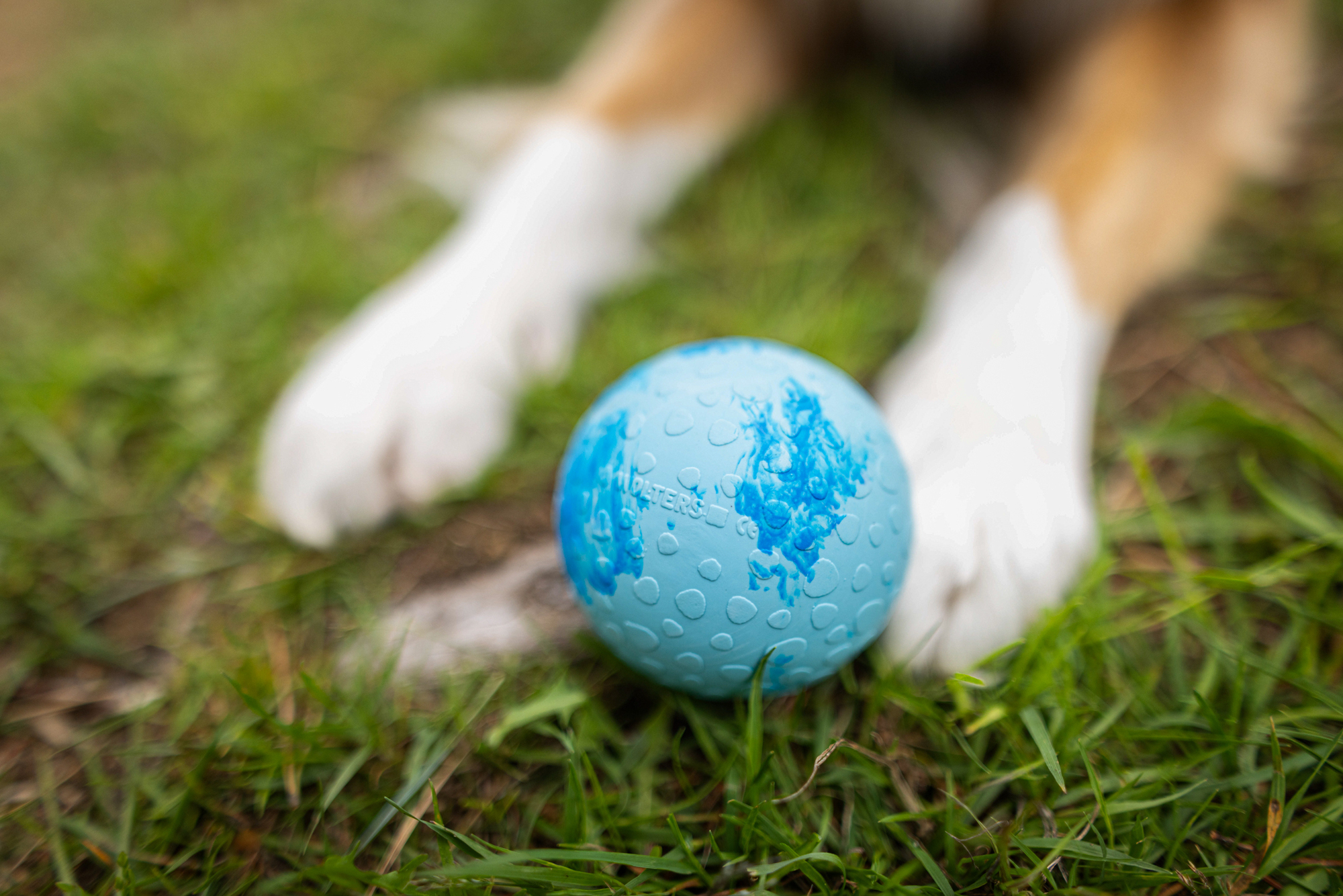 Dog Fun Ball