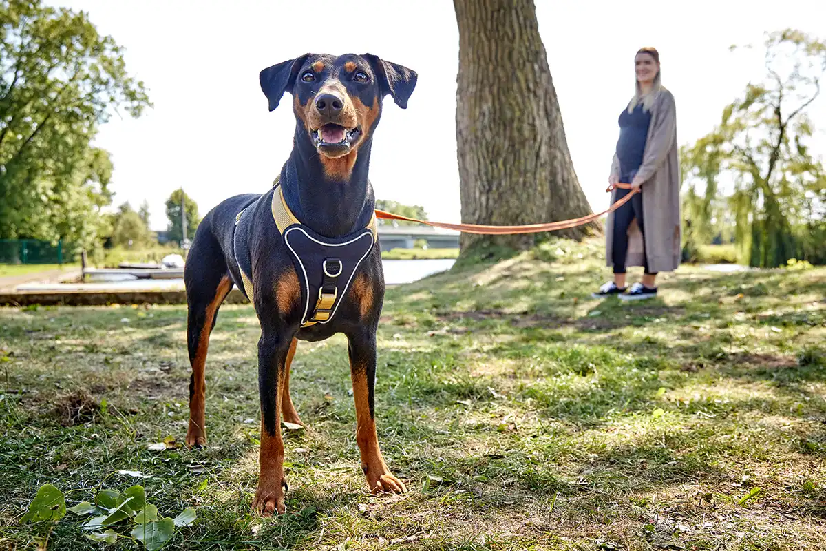 Avanti Retracing Leash without Hand Strap