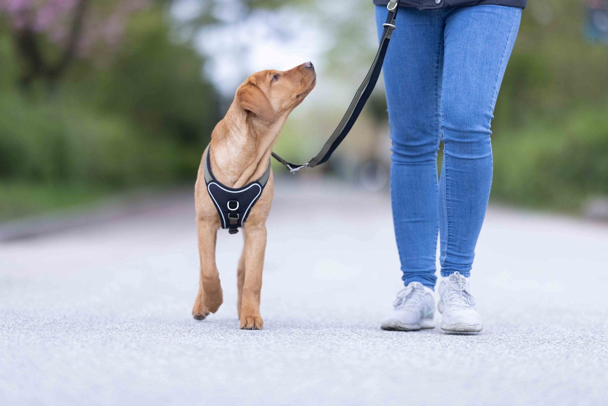 Professional Comfort Führleine WOLTERS cat & dog GmbH