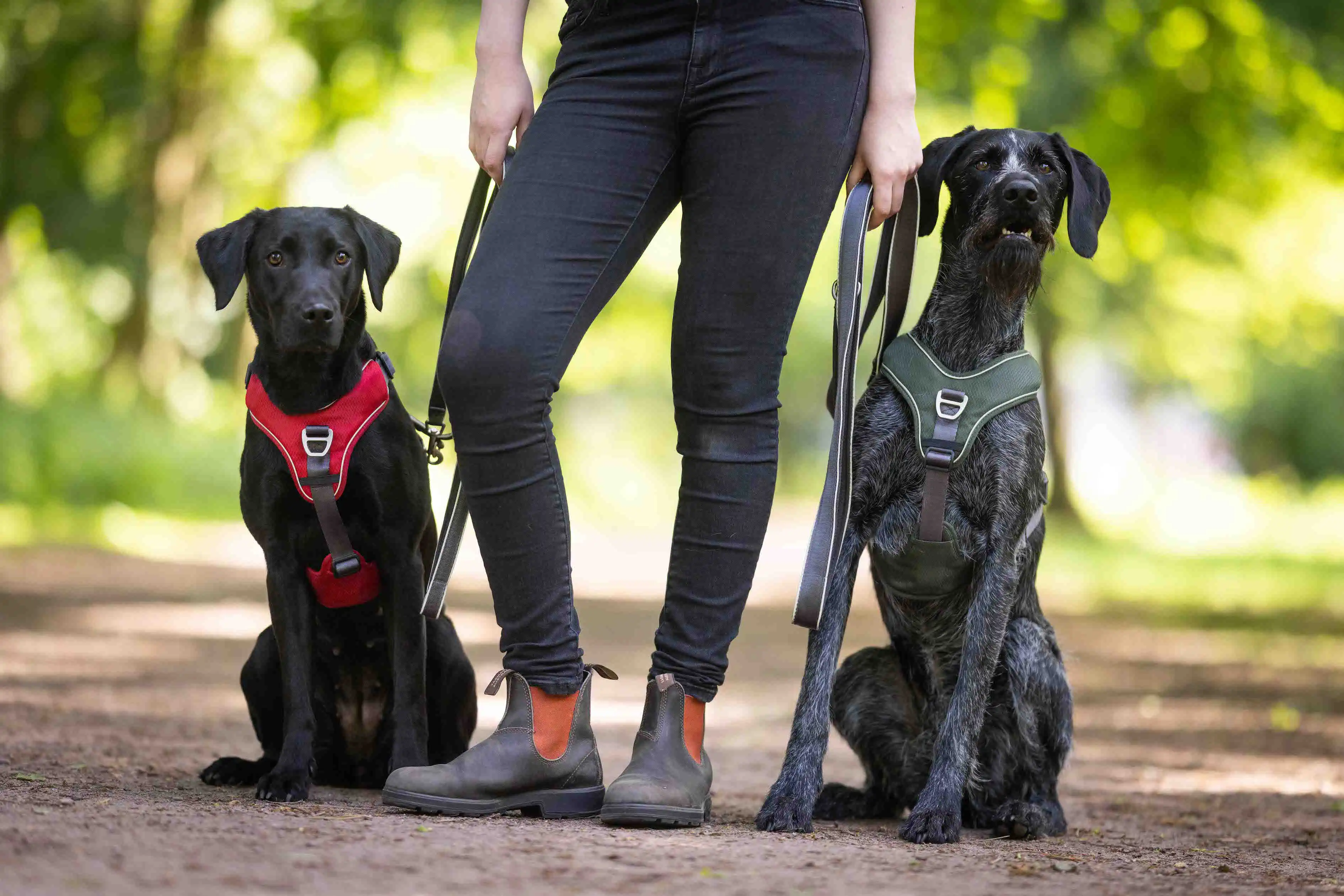 Active Pro Comfort Harness 