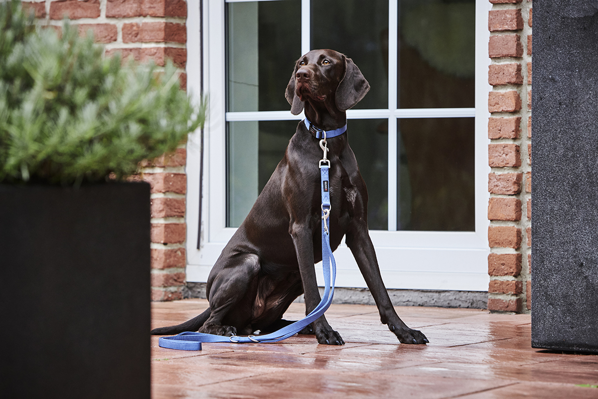Professional Führleine extra lang WOLTERS cat & dog GmbH