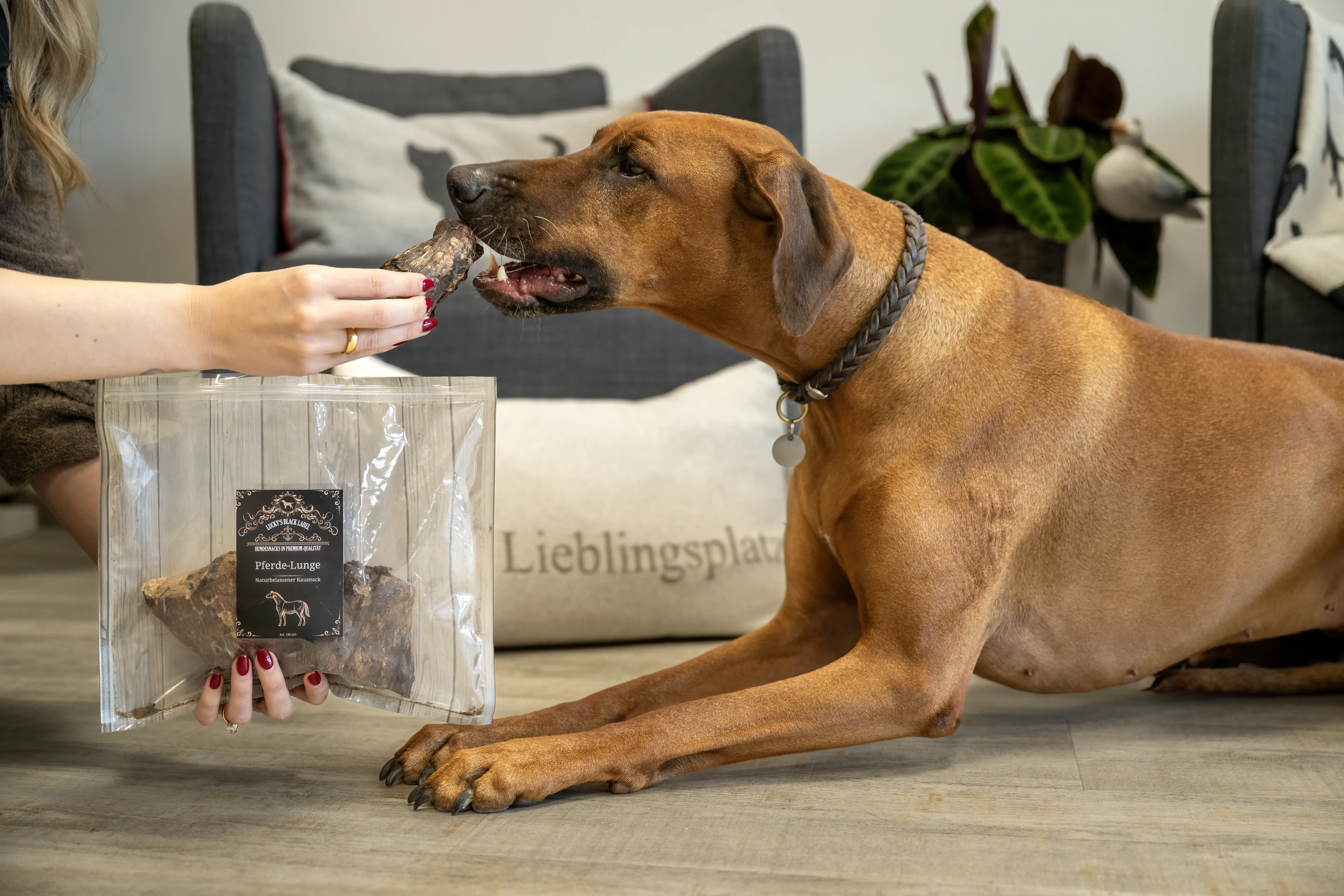 Lucky's Black Label Pferde-Lunge