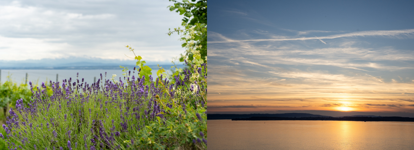 Wandern, Baden, Genießen – Urlaub am Bodensee mit Hund – Bild 3