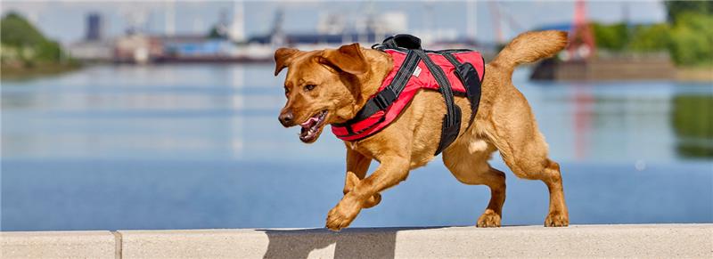 WATCH OUT und bleib Cool! – Die besten Tipps für heiße Tage mit deinem Hund