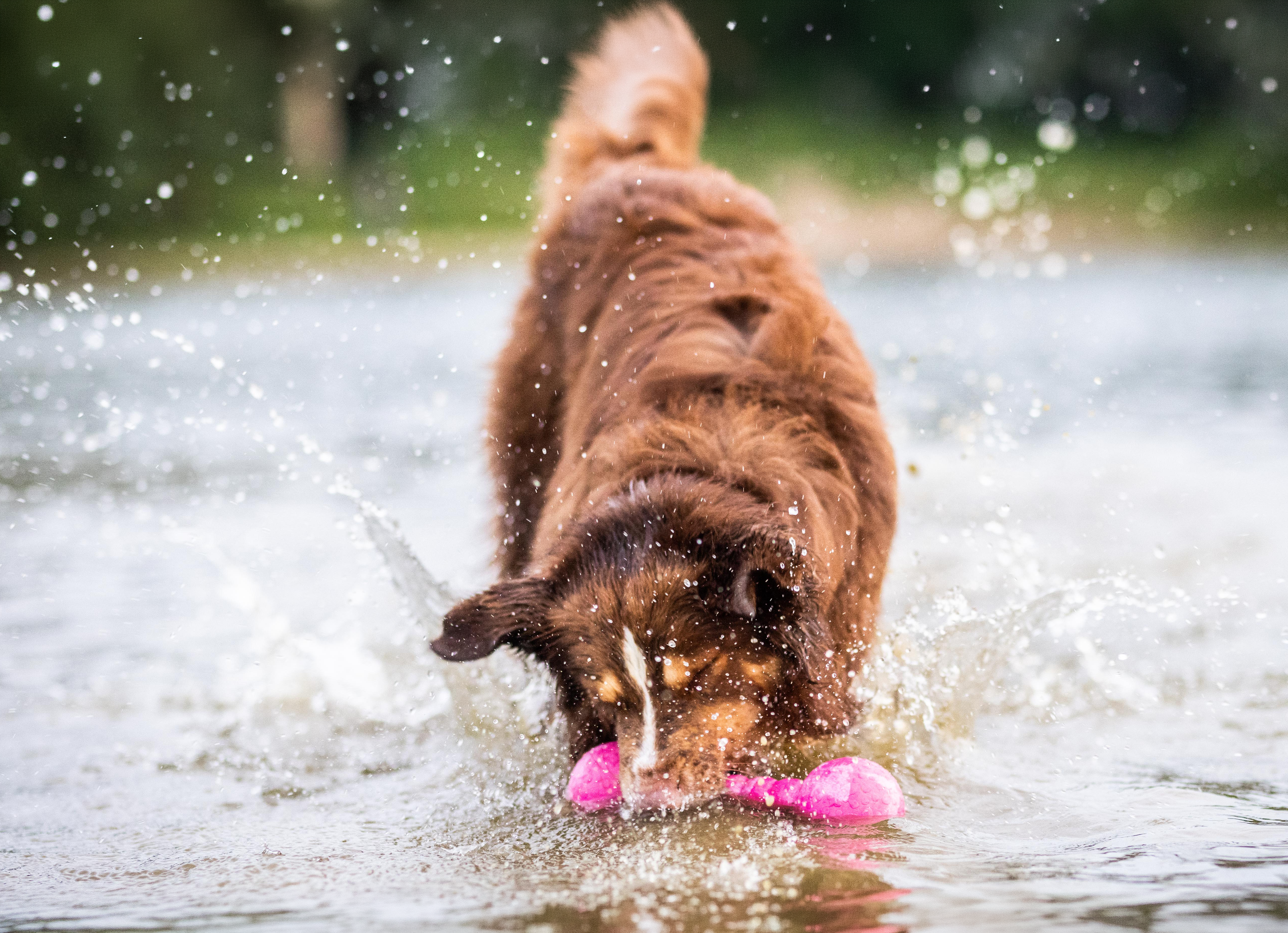 Hundebetten