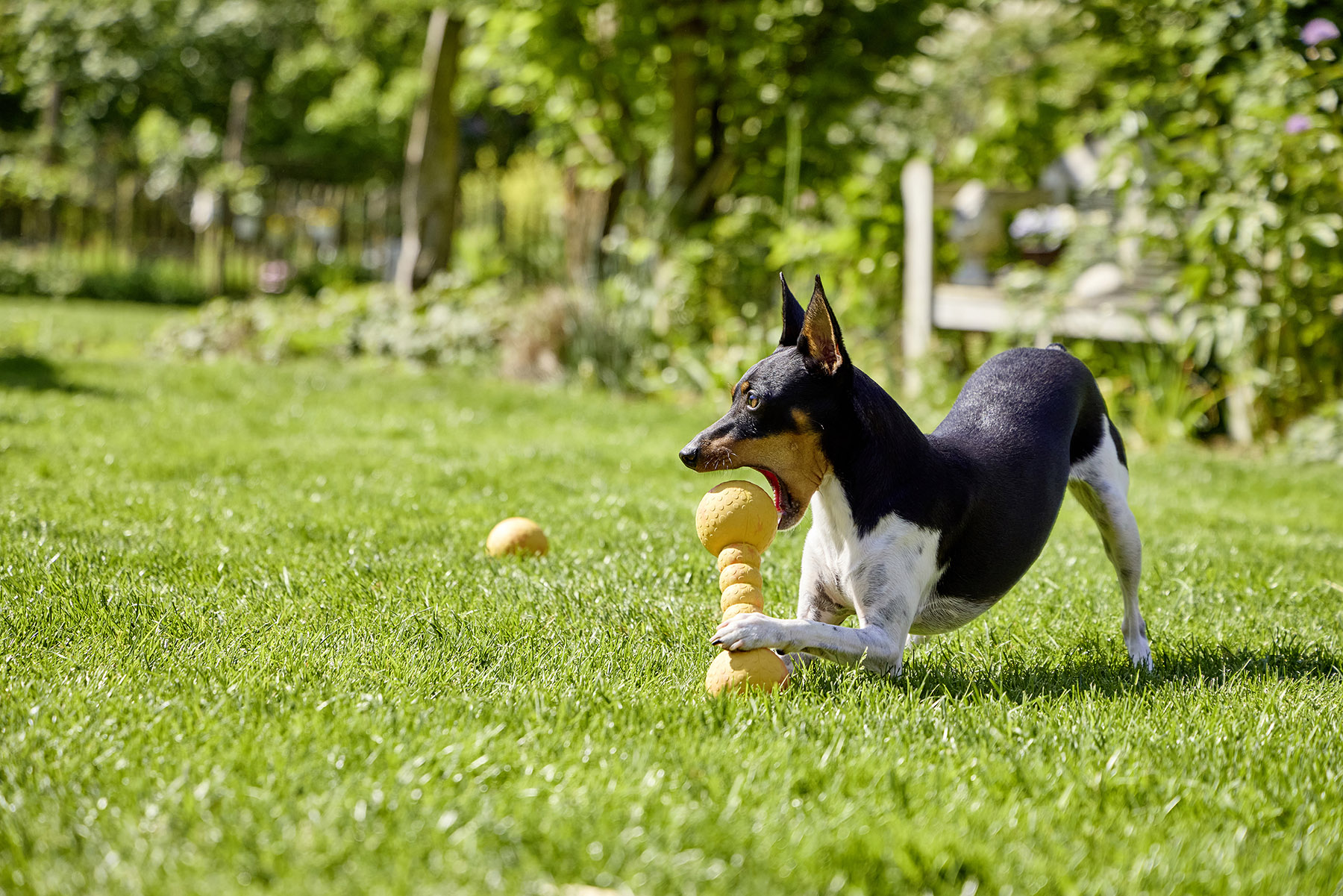 Dog Fun Gym