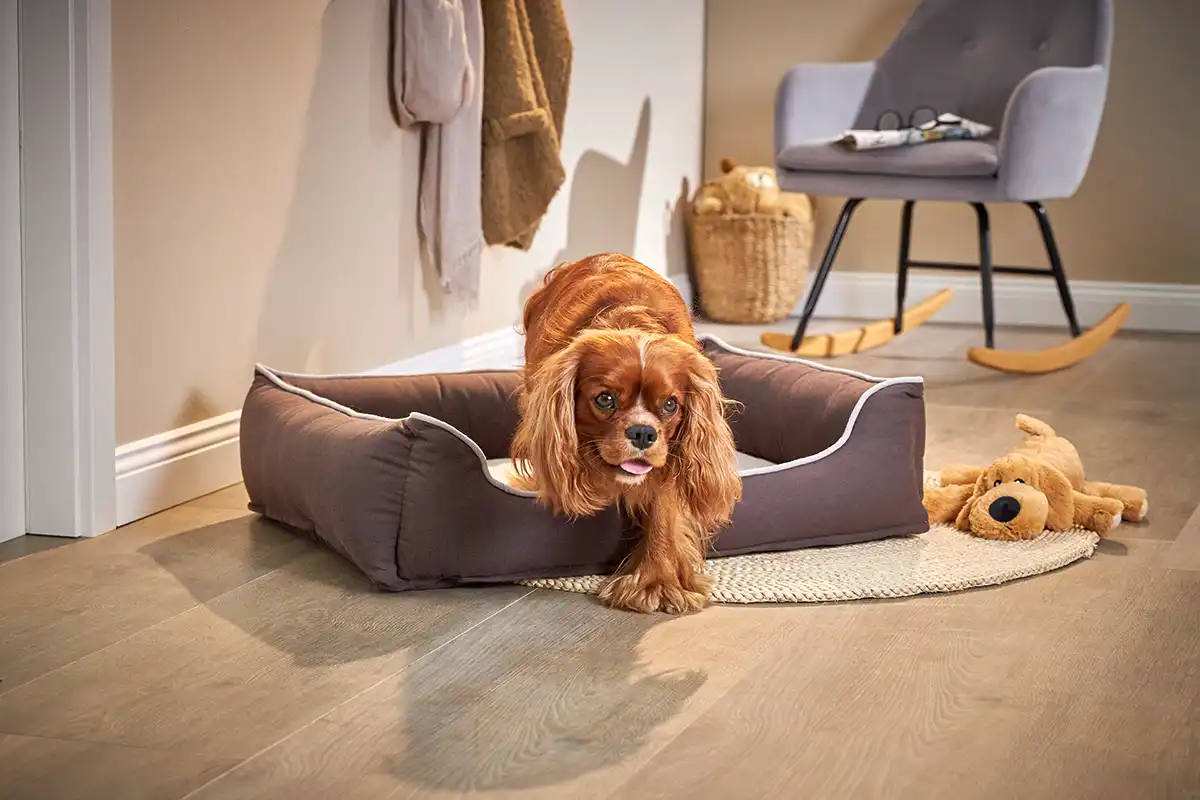 Eco-Well Hunde Lounge