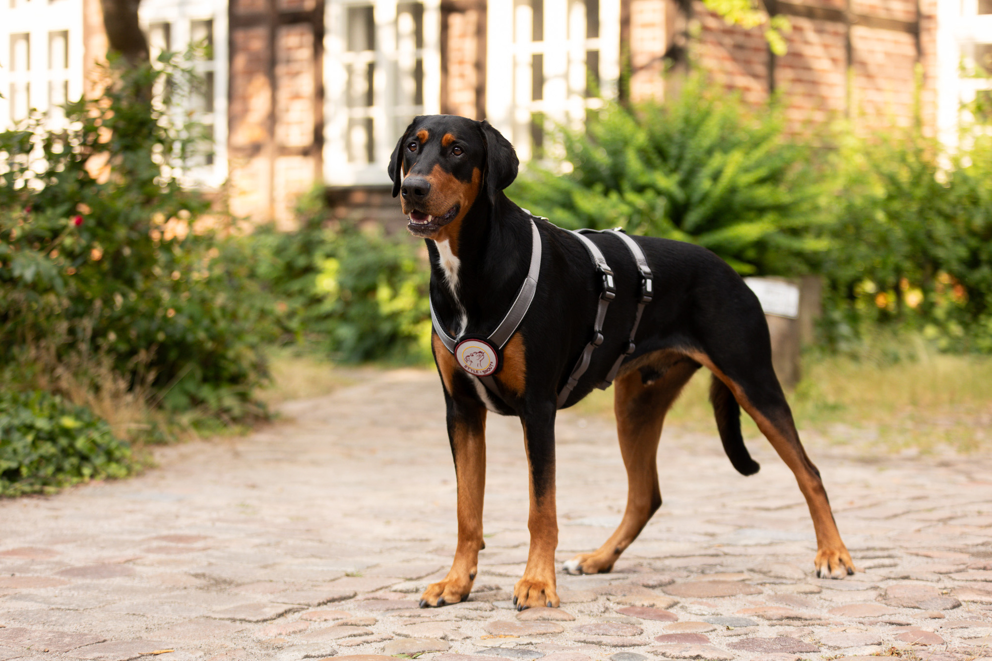 StyleSnout Patch&Safe escape-proof harness