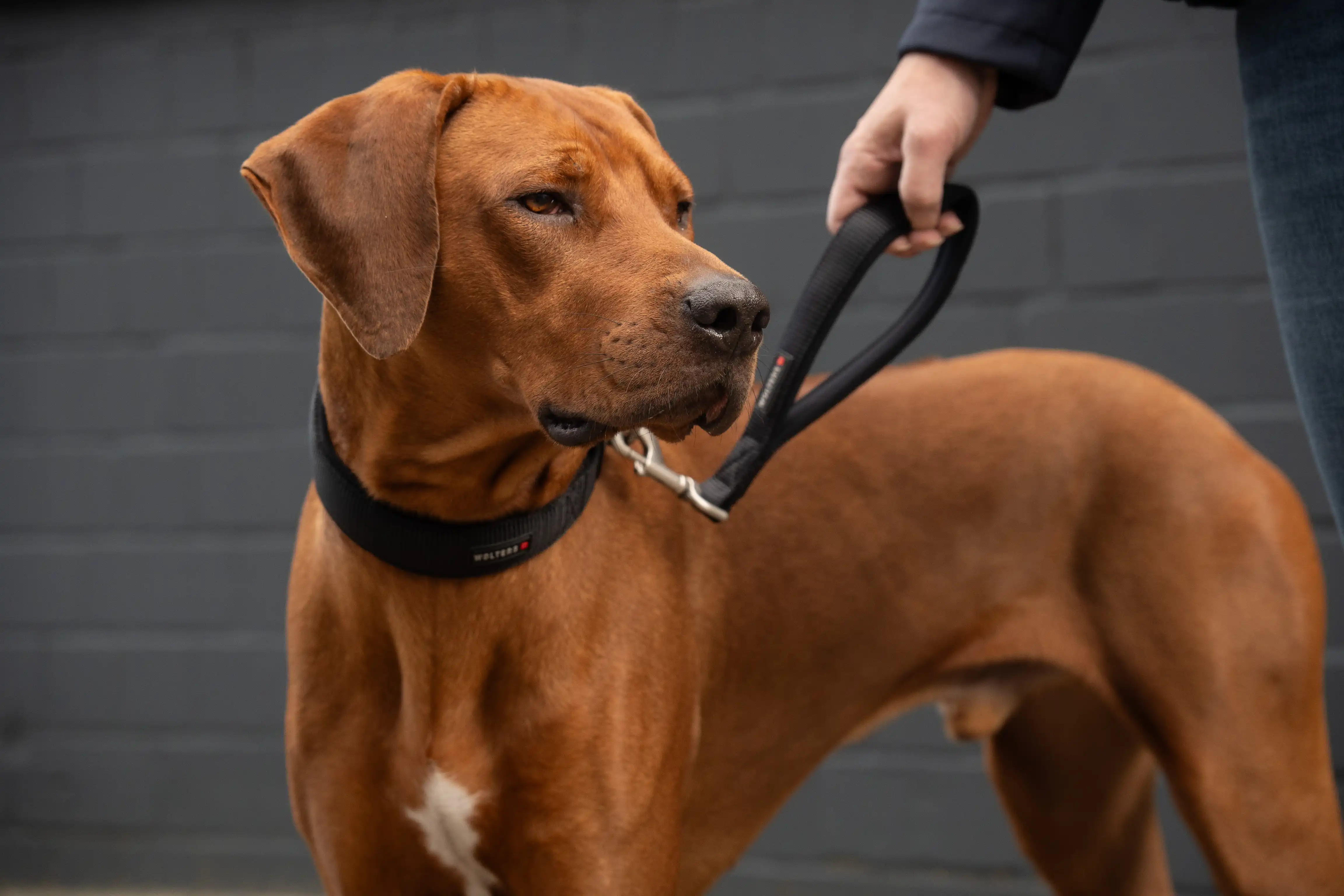Professional Comfort Kurzführer WOLTERS cat & dog GmbH