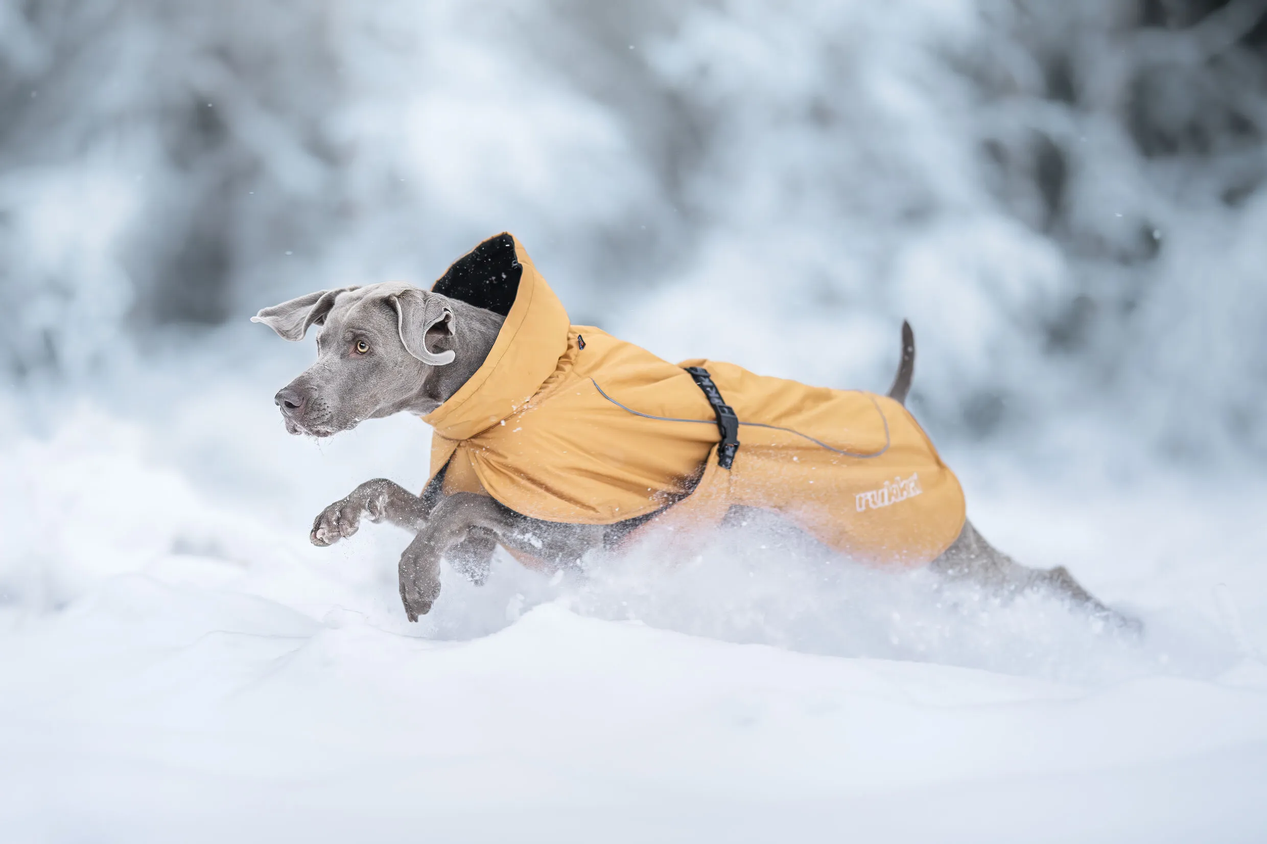 RUKKA Pets Winter Jacket Stormy