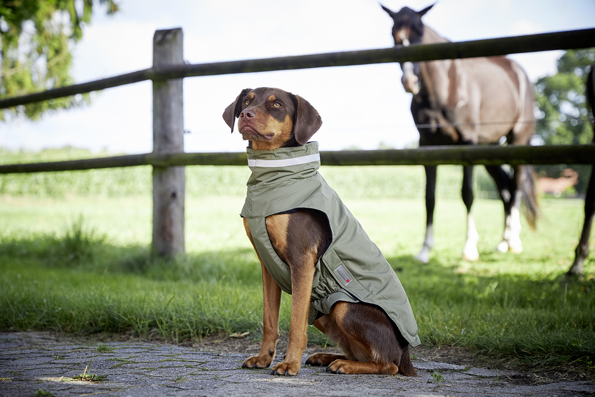 Haustierbedarf Hunde Kleidung & Accessories Mäntel & Jacken Pull pour grand  chien 