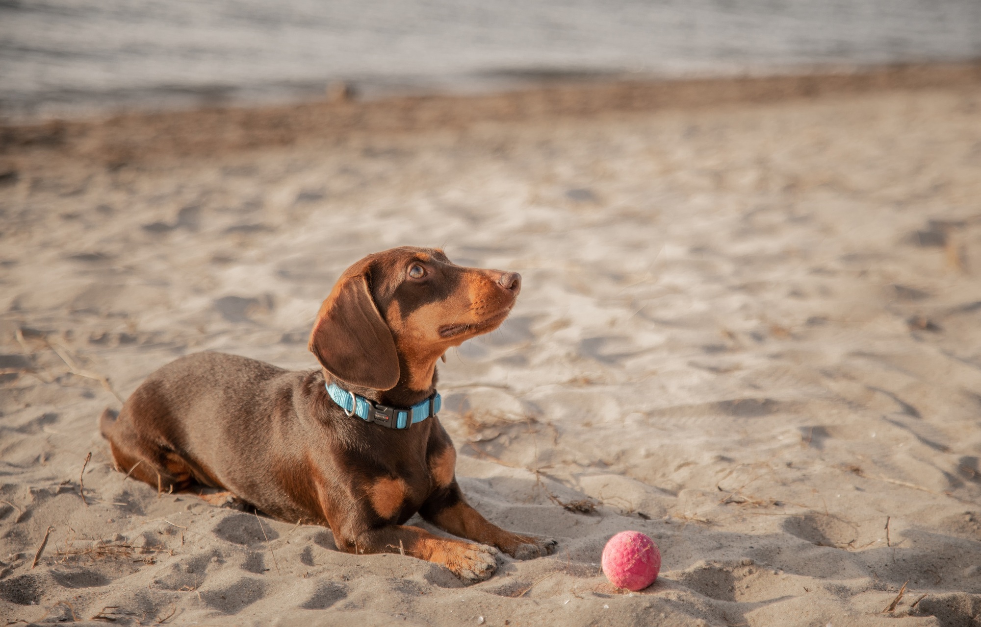  WOLTERS cat & dog GmbH