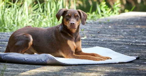 Arthrose bei Hunden – Unterstützung im Alltag