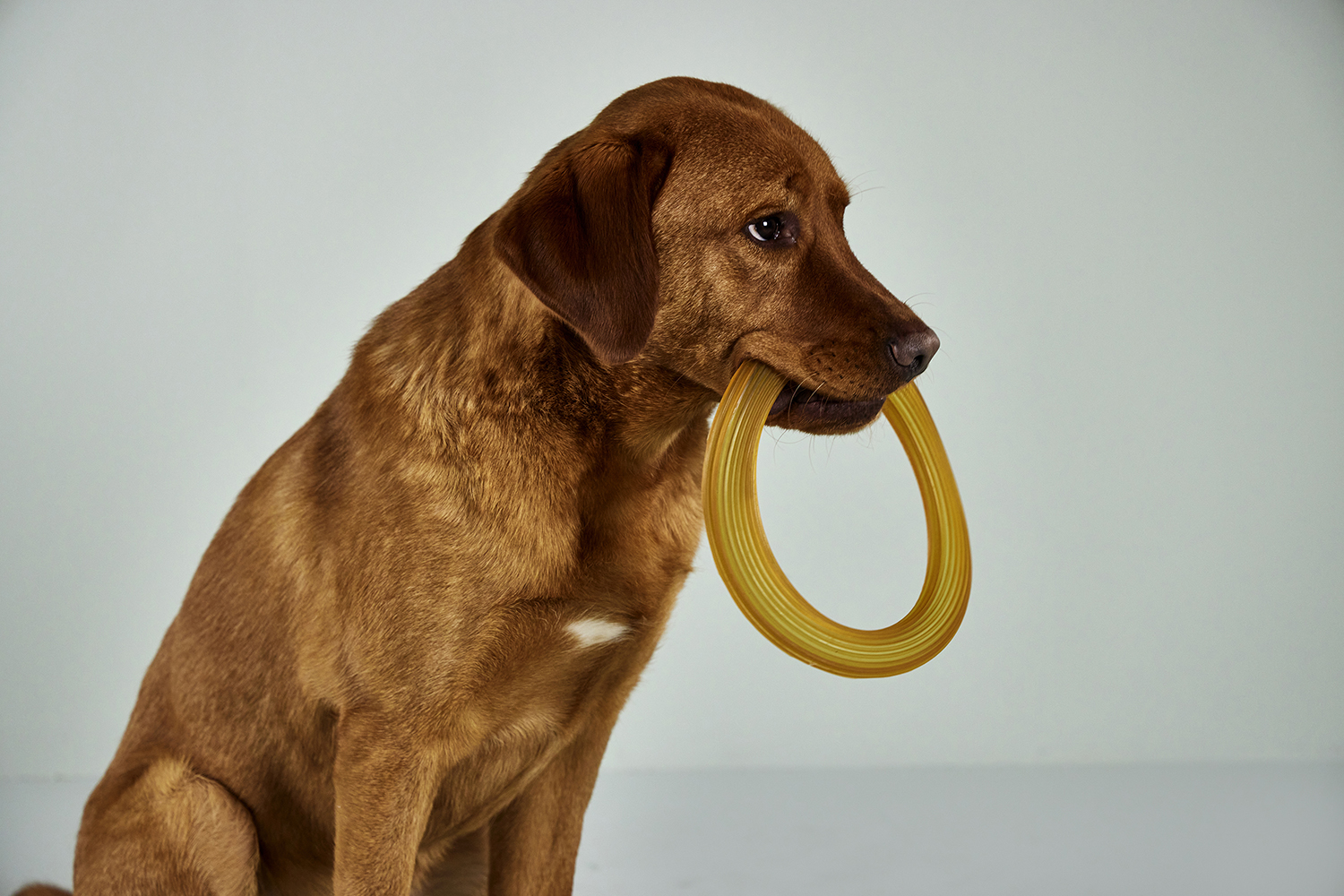 Pure Nature Frisbee Fetch Toy