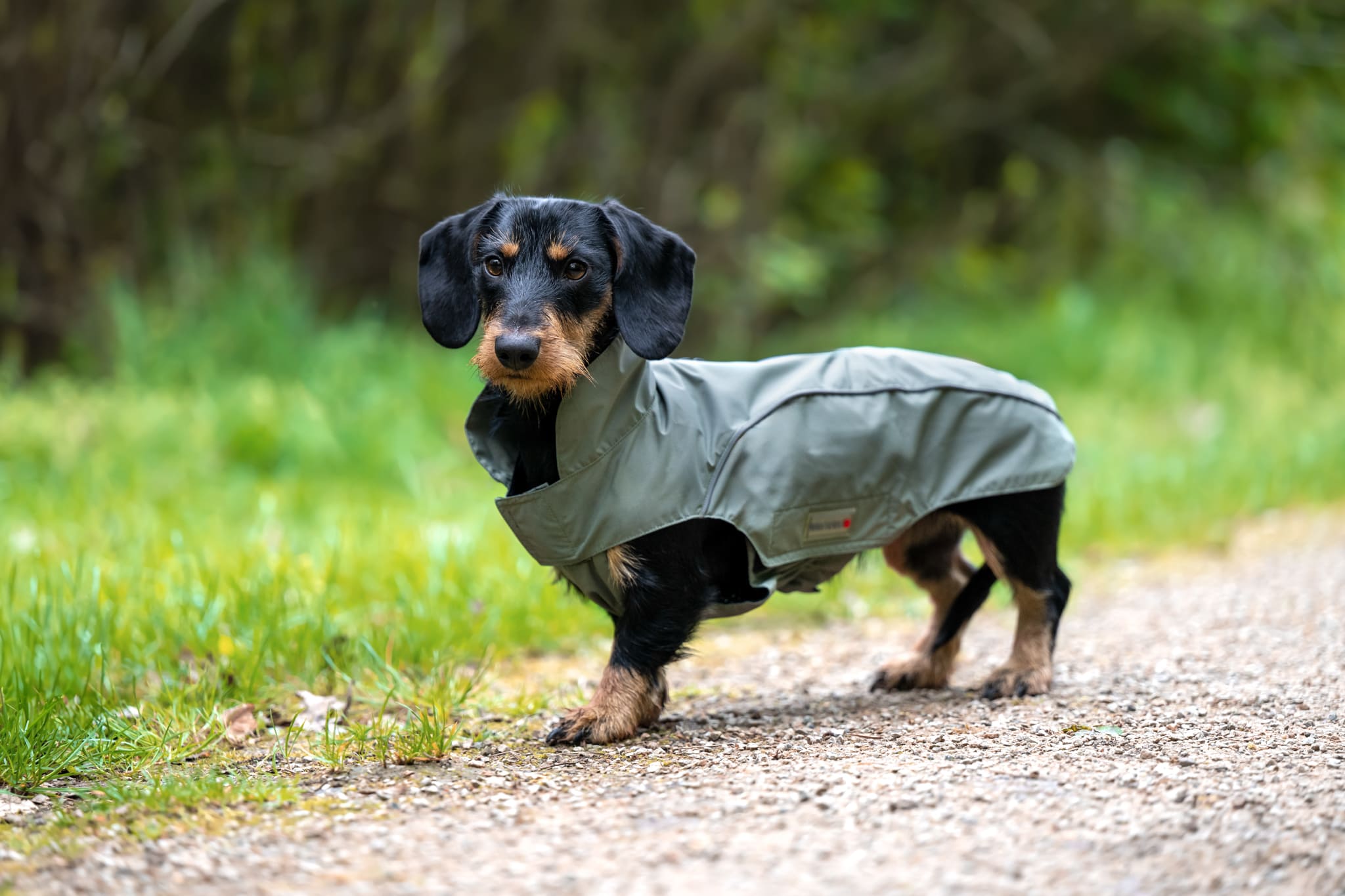 WOLTERS Hundebekleidung